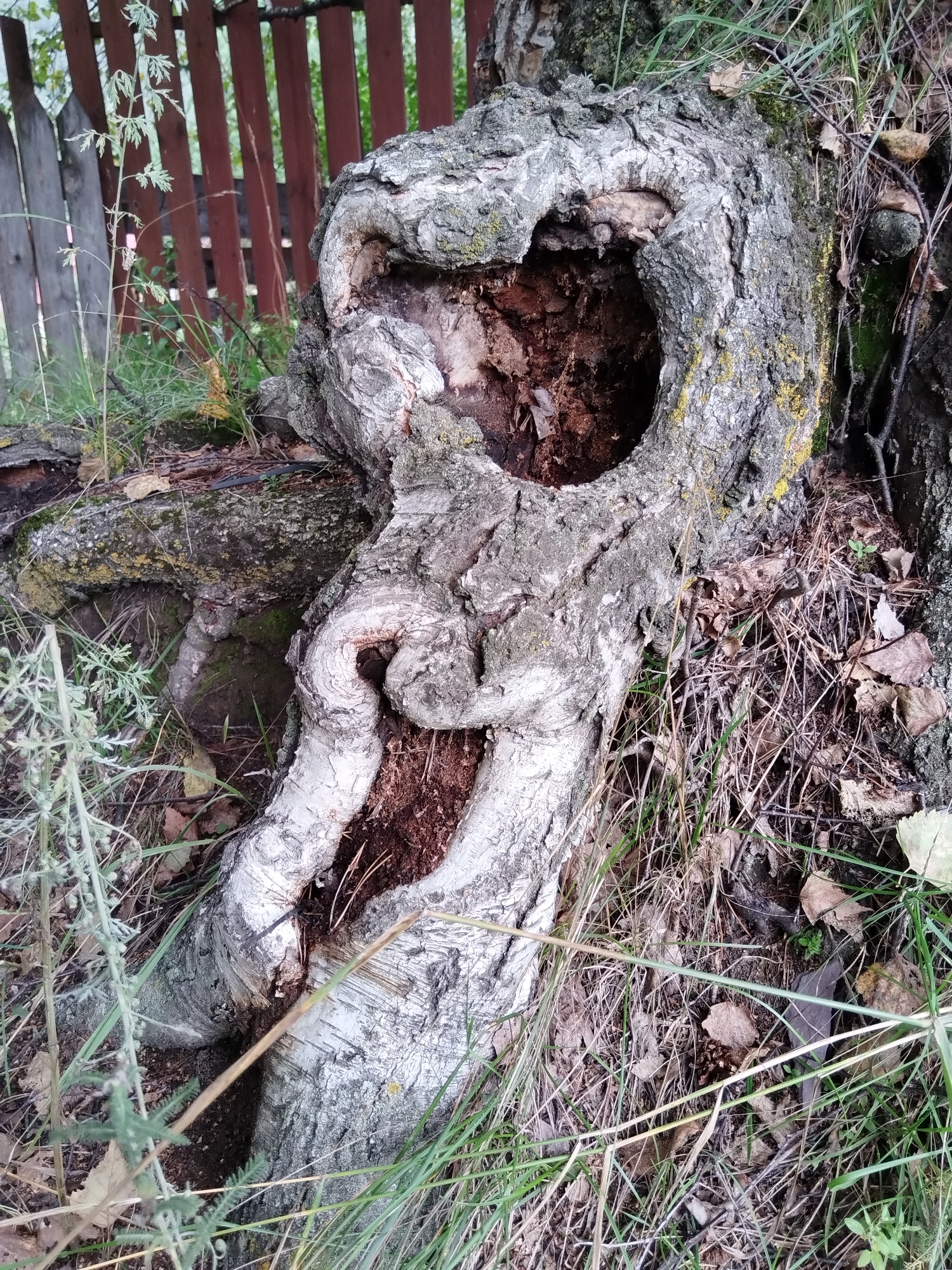 The image depicts the base of a large, gnarled tree trunk with a significant hollow. The trunk's bark is rough and textured, with patches of lichen. The hollow is dark and appears to be filled with decaying organic matter. Twisted roots emerge from the base of the trunk, and some are partially buried in the ground. Surrounding the tree is dry grass, fallen leaves, and a weathered wooden fence in the background. The scene suggests an outdoor, natural environment, likely in a rural or semi-rural setting. No people or animals are visible. The location is identified as Chemal, Russia, specifically near a wooden fence.