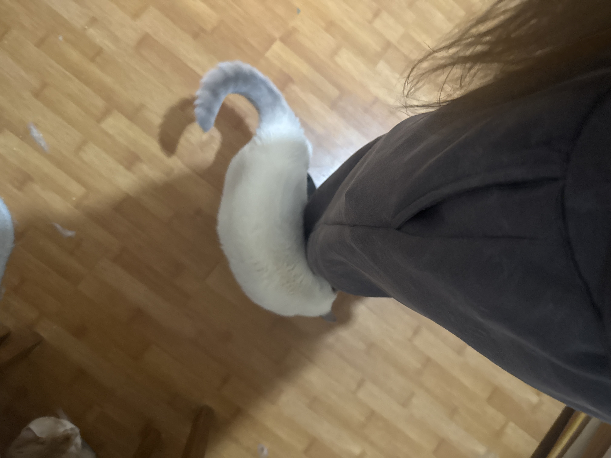 The image shows a close-up, angled view of a person's legs wearing dark pants, with a light-colored cat resting on their thigh. The cat has a light body with gray-tipped ears and tail, and its head is down, partially obscured by its body. The background is a wooden floor. The scene is indoors, and there is no discernible information about the city of Dnipro, Ukraine.