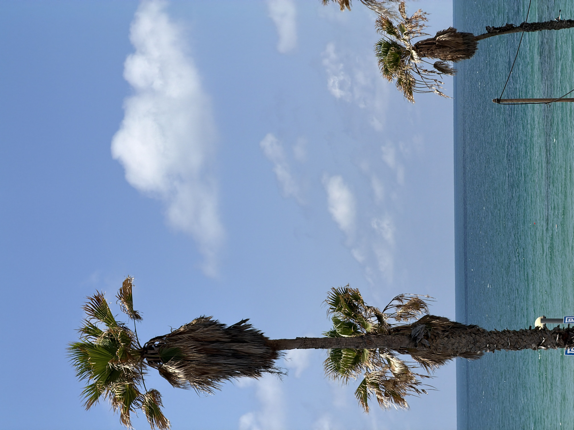 The image shows a view of the Mediterranean Sea with palm trees in the foreground. The sky is blue with scattered white clouds. The sea is a turquoise color. Two palm trees are prominently featured, one near the bottom left corner and another towards the top right. The palm trees have both green and brown fronds. The image is rotated, such that the sea appears on the right side. The location is likely Tel Aviv, Israel, given the presence of the Mediterranean Sea and palm trees. A utility pole is seen alongside a tree in the bottom right corner of the image.