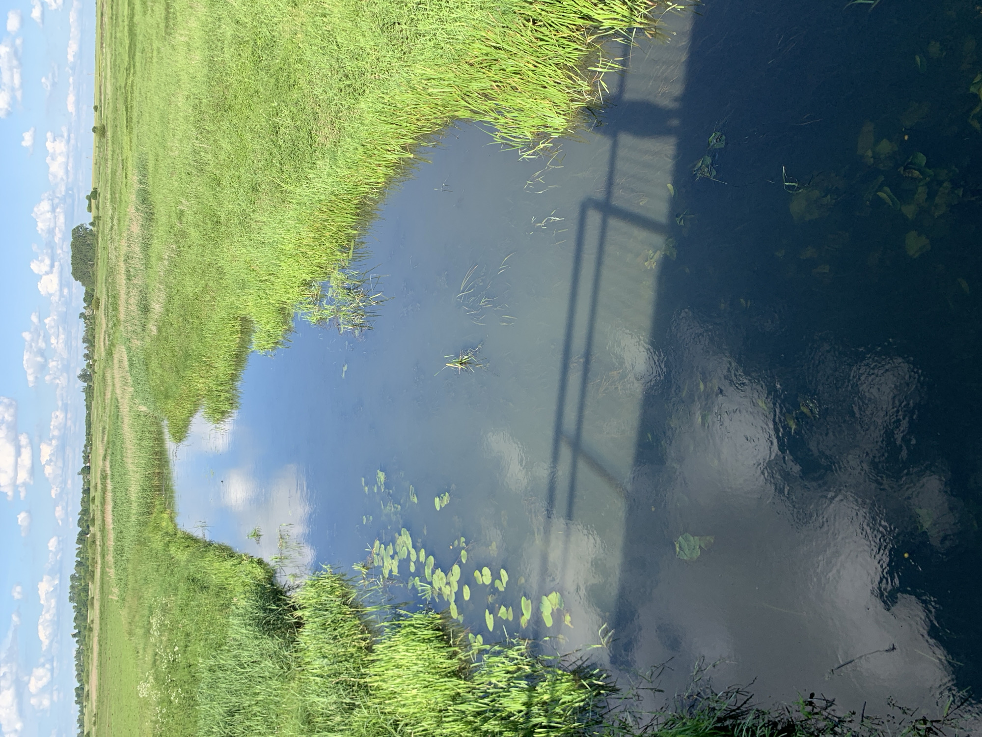 This is a bright, sunny day photo of a narrow river flowing through a grassy landscape. The river is lined with lush green grass and reeds. Lily pads dot the surface of the water in some areas. The water is clear enough to see some submerged vegetation and the sandy bottom in shallower sections. The reflection of a bridge and a person can be seen on the water's surface. In the background, there are fields of grass and a distant line of trees, possibly indicating a rural area near Блеўчыцкі сельскі Савет, Belarus. The sky is blue with scattered white clouds.