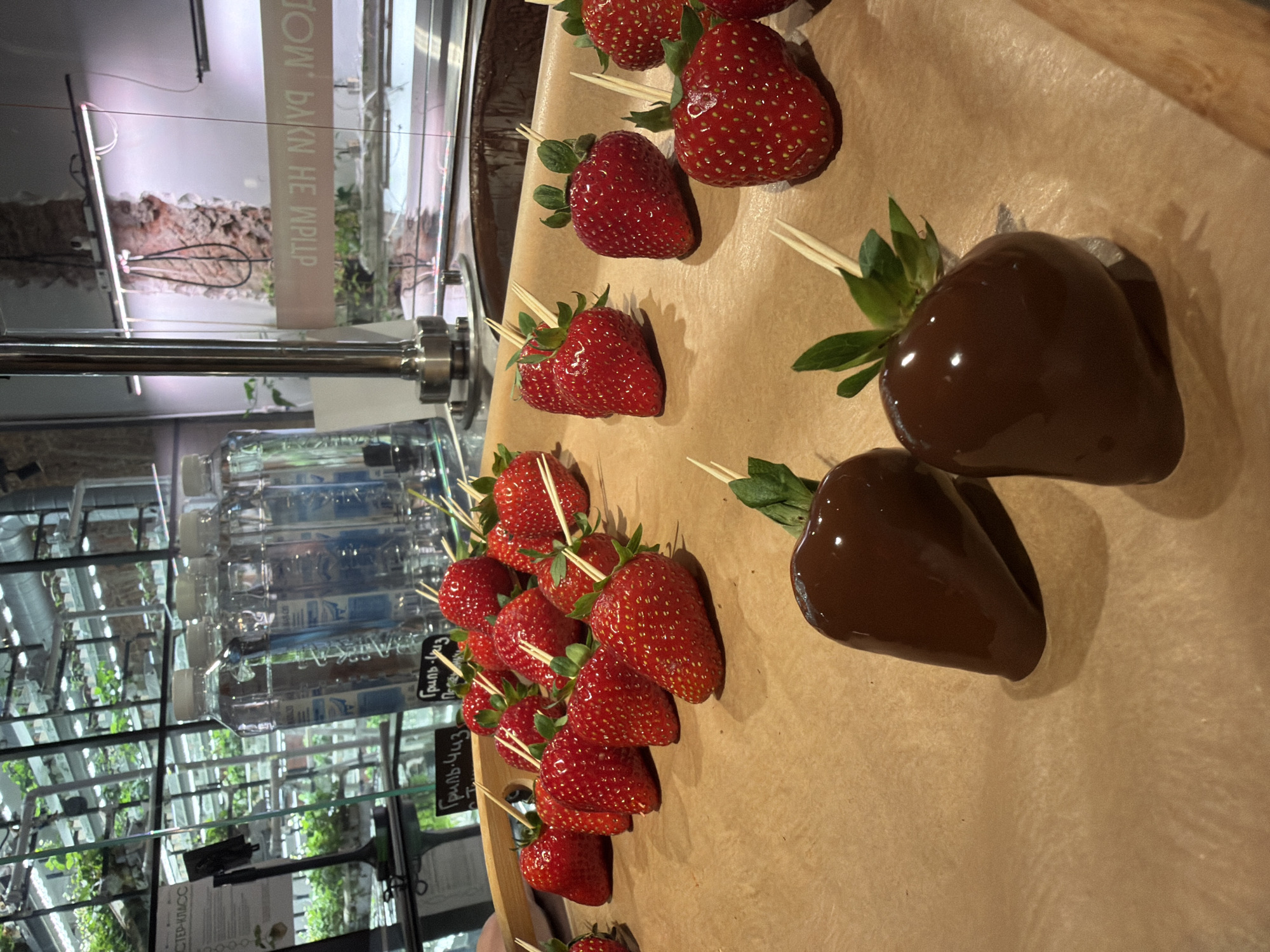 In Saint Petersburg, Russia, this image captures a close-up view of a tray of fresh strawberries, some of which are partially dipped in dark chocolate. The strawberries are skewered with wooden sticks, indicating they may be prepared for dipping or serving. In the background, a hydroponic garden display is visible, with rows of green plants illuminated by artificial lights. Several bottles of water are lined up on a shelf behind the strawberries. A reflective surface in the background shows some text, which appears to be in Cyrillic. The overall environment suggests a commercial establishment, possibly a cafe or a market, that offers fresh produce and treats.