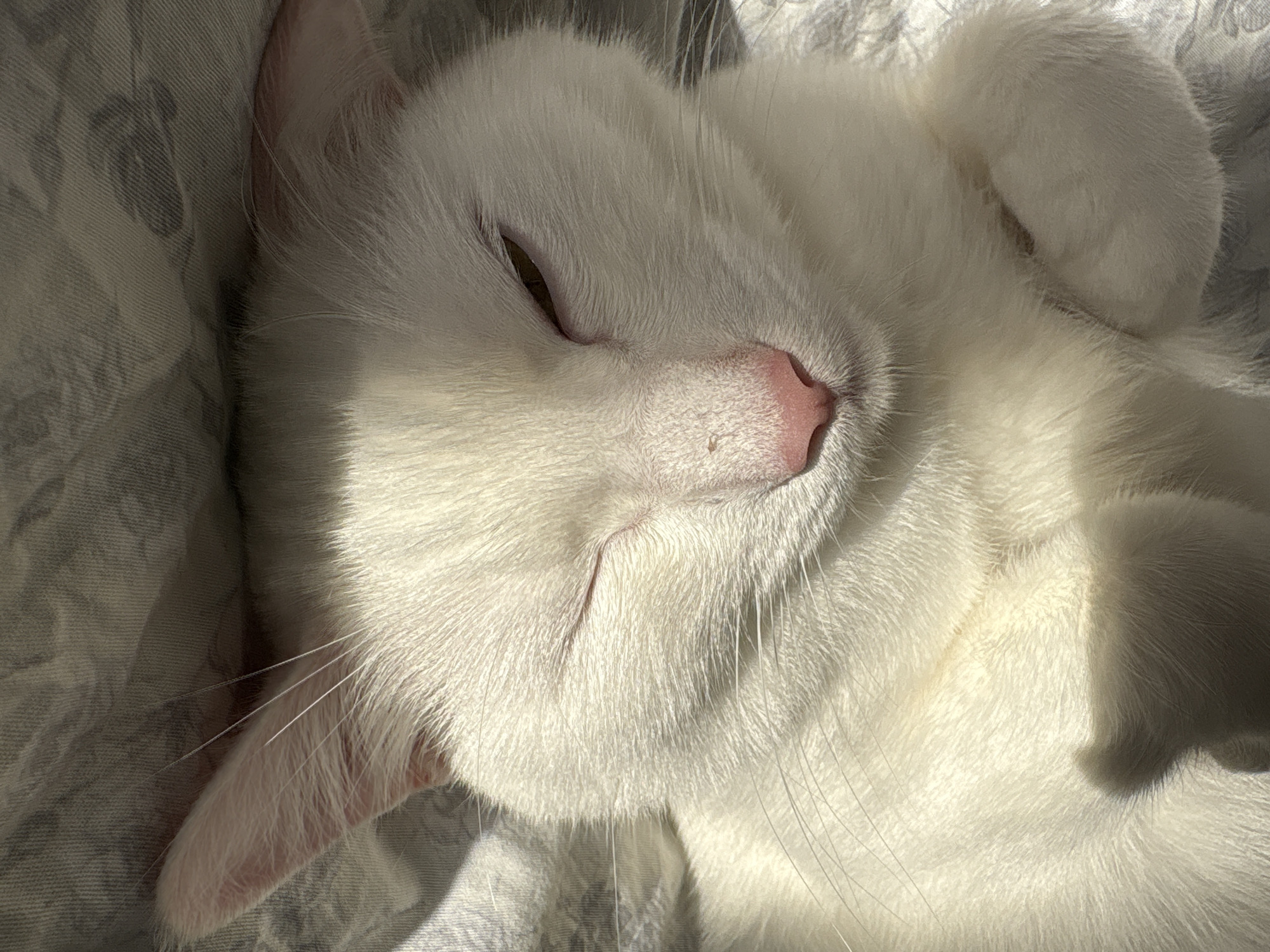 The image shows a close-up, upside-down view of a white cat sleeping on a textured surface, possibly a blanket or bedspread with a subtle pattern. The cat's face is prominent, with its pink nose, closed eye, and white whiskers illuminated by bright sunlight casting shadows across its fur. The cat's left ear is visible, and one of its front paws is resting on its head. The scene appears to be indoors, given the presence of soft furnishings. The image does not provide any information or context related to the city of Vysokoye, Russia.