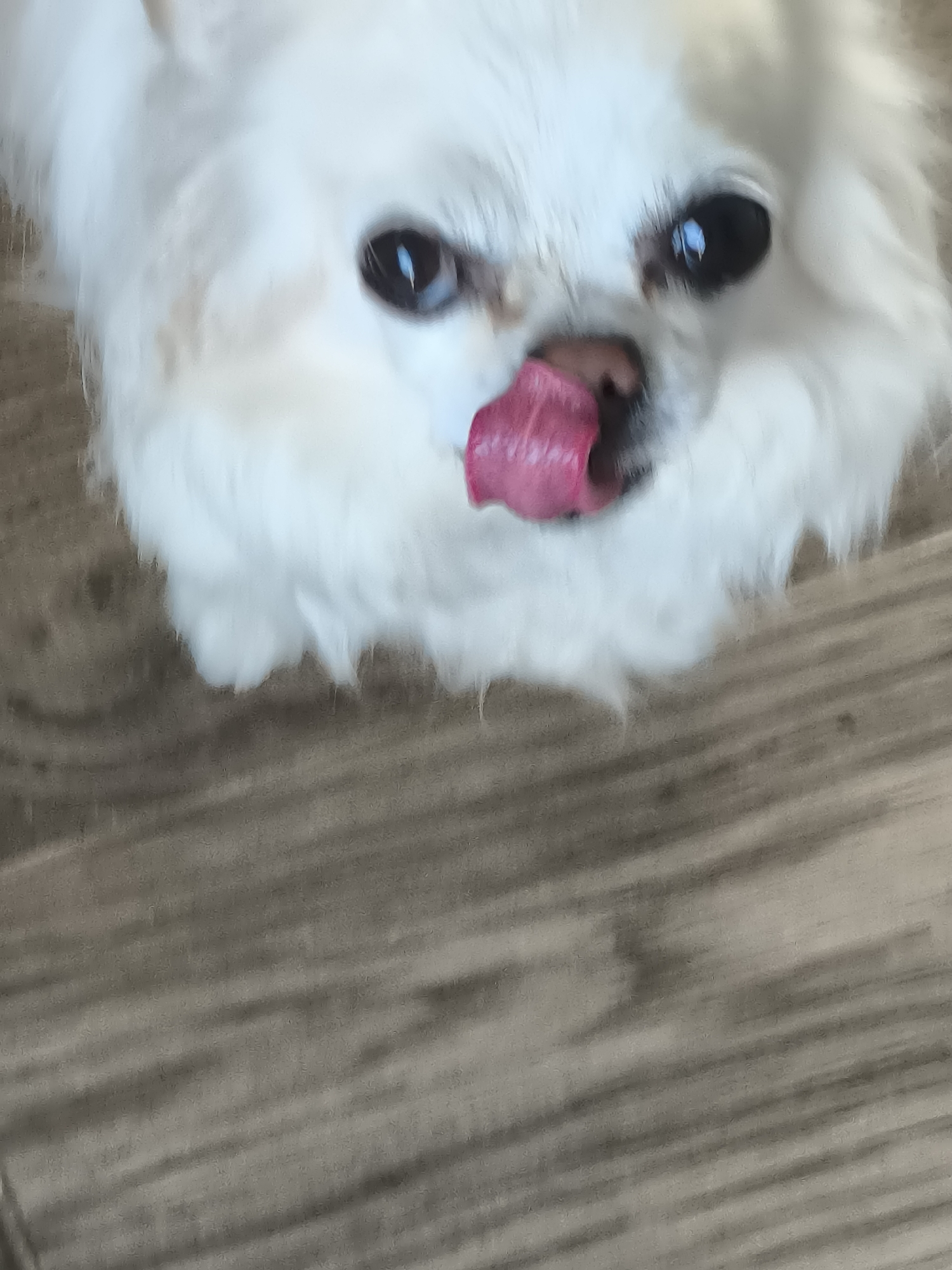 The image shows a close-up of a white fluffy dog with its tongue sticking out. The dog's eyes are dark and round. The background is out of focus and appears to be a wooden floor. There is no information in the image to suggest it is located in Dercekliai, Lithuania.