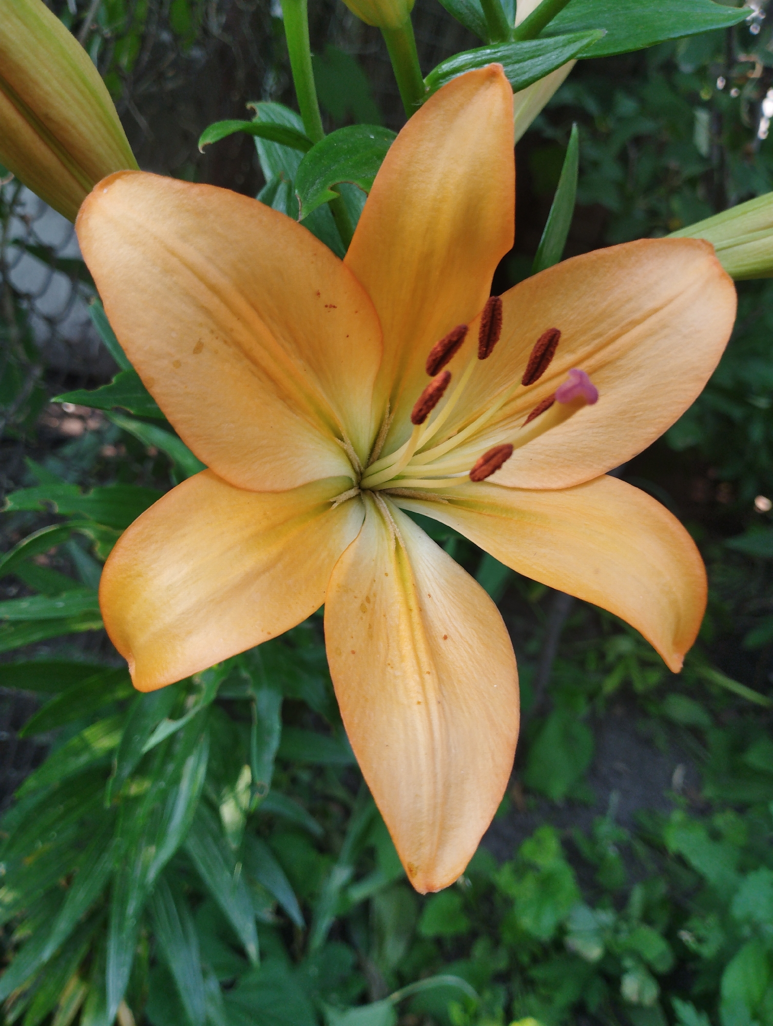 A close-up, vertical, eye-level shot captures a vibrant orange lily in full bloom. The lily's six petals, a soft peachy-orange hue, are open wide, revealing delicate veins and speckled markings. In the center, a cluster of reddish-brown anthers stands prominently, with a delicate purple stigma rising from the center. The background is a blur of lush green foliage, suggesting an outdoor garden setting. The image is sharply focused on the flower, with the surrounding leaves and stems softly out of focus. The lighting is natural, highlighting the textures and colors of the lily. The scene is peaceful and natural, with no human presence. The location is identified as Baryshivka, Ukraine.