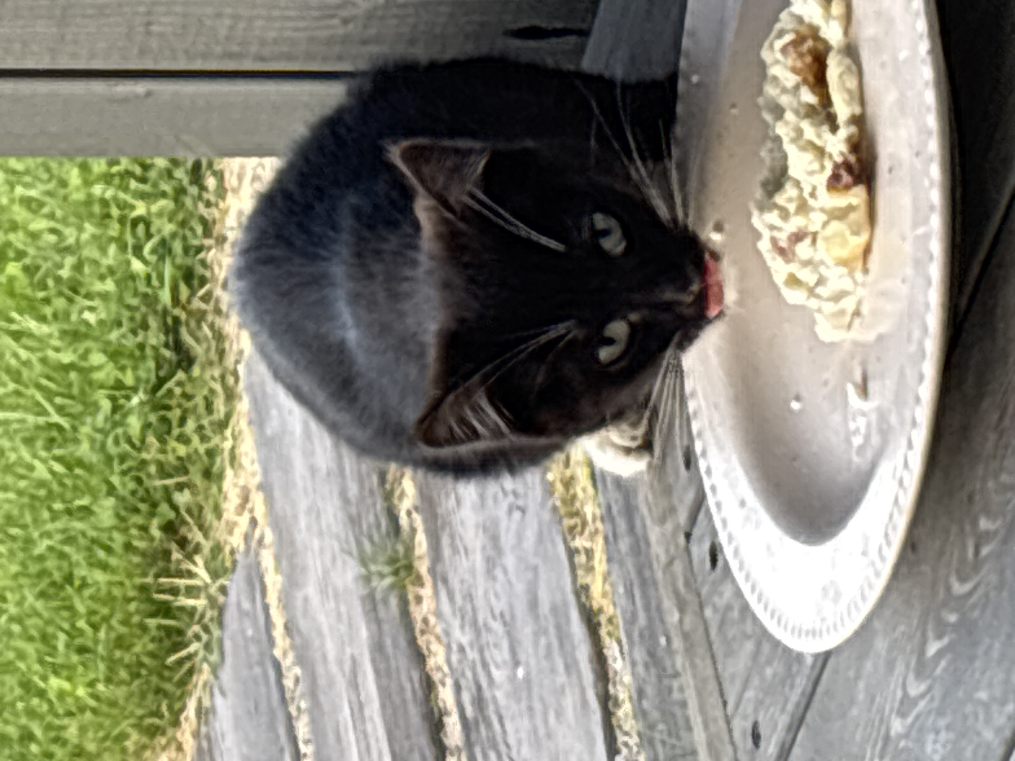 A black and white kitten is eating from a plate on a wooden deck. The kitten has green eyes and is licking its lips. The plate contains a small amount of food, possibly cat food. In the background, there is green grass and a wooden fence. The location is Zvenigorod, Russia.