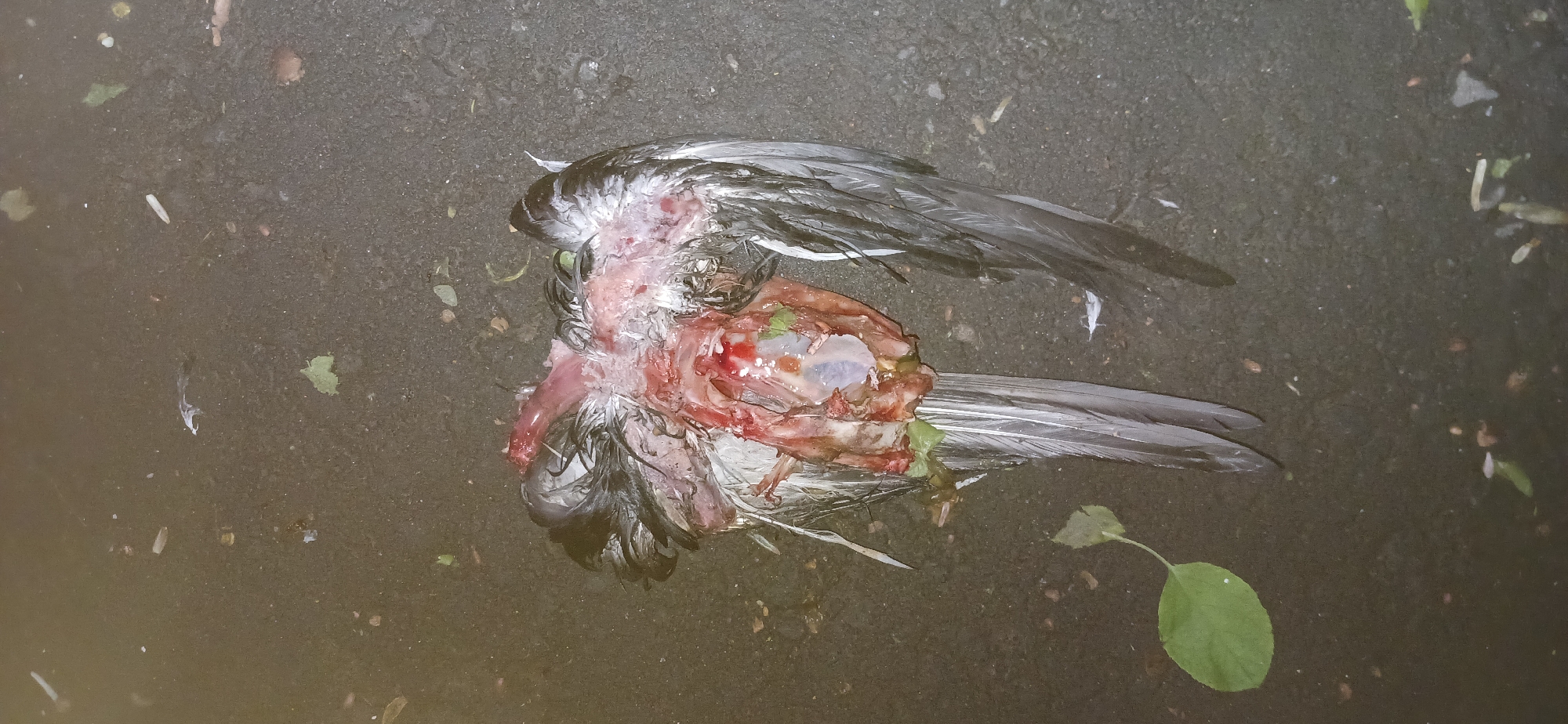 The image displays a deceased bird, likely a pigeon or similar urban species, lying on a dark, textured ground surface, consistent with asphalt or pavement. The bird's body is severely damaged, with its chest cavity ripped open, exposing internal organs and blood. Its dark and white feathered wings are visible, one extending towards the top right and the other towards the bottom right. The bird's head is partially visible on the left side of the body.
The ground surrounding the bird is scattered with small debris, including light green leaves, tiny white specks, and other organic matter. The lighting appears muted, suggesting an overcast day, dawn, or dusk, as there are no distinct shadows. No people, other animals, or objects besides the bird and ground debris are present. The scene depicts the aftermath of a traumatic event, likely a predator attack or a collision, leading to the bird's death and significant dismemberment. There is no visible text in the image. The location context for this scene is Moscow, Russia.