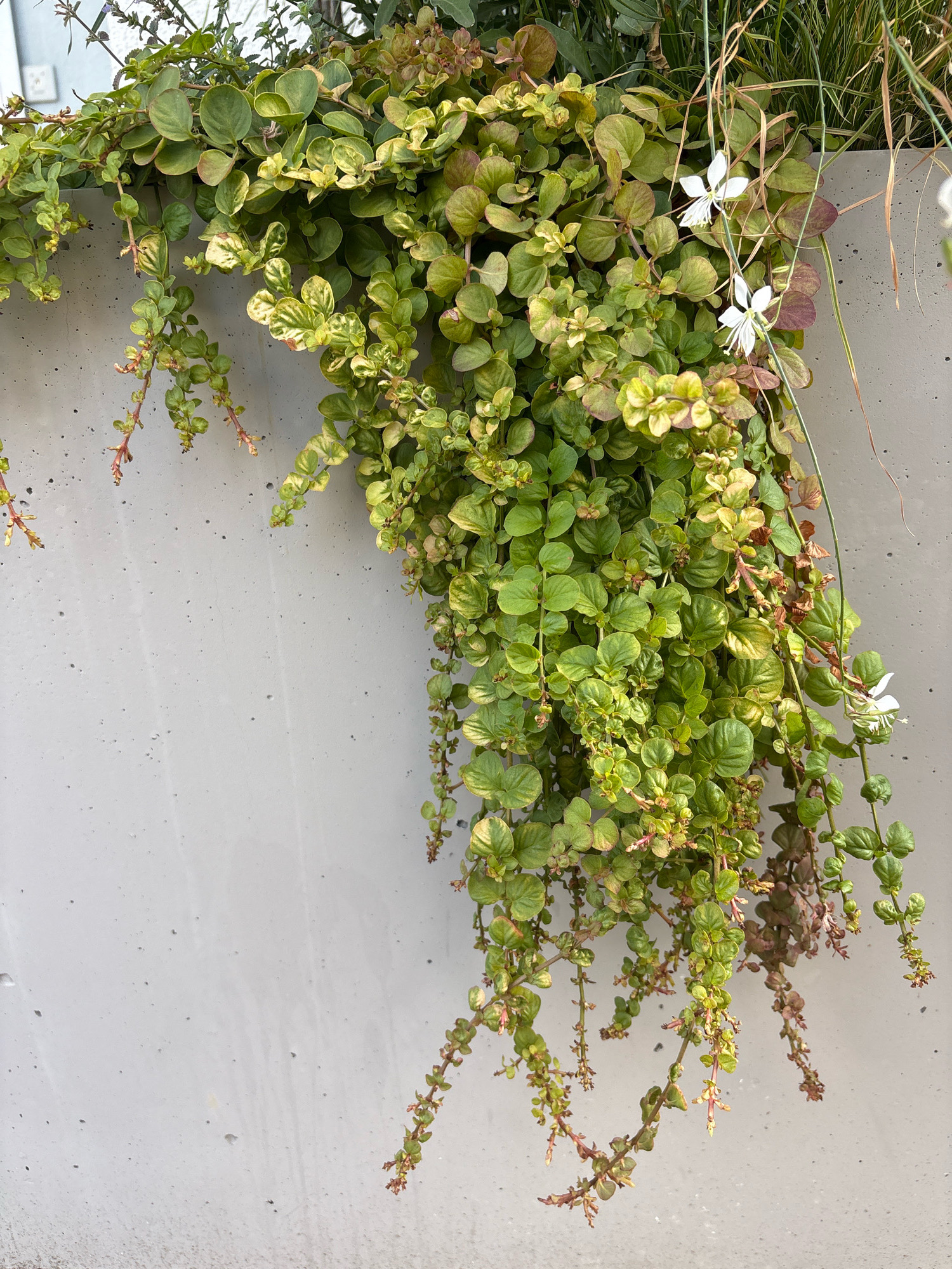 A hanging plant with small, oval, green and yellowish leaves, some with reddish edges, cascades over a light gray concrete wall. The plant has thin, trailing stems with some reddish-brown tinges and tiny, undeveloped flower buds. Two small white flowers with delicate petals and visible stamens are visible on the right side of the plant. The concrete wall has a textured surface with small pores and a few scattered dark spots. The lighting suggests an outdoor setting, possibly in a park or garden within the city of Cherkasy, Ukraine. No people or animals are present in the image.
