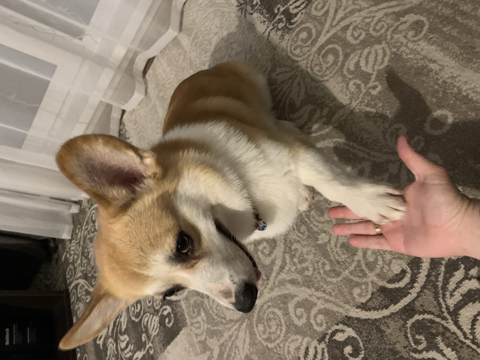 The image shows a Corgi dog lying on a patterned carpet, with its paw resting on a person's hand. The dog has tan and white fur, and its ears are perked up. The person's hand is visible in the lower right portion of the image, wearing a ring on one finger. The background consists of the carpet and a glimpse of sheer white curtains on the left side. The lighting suggests it may be daytime, but the exact time is not discernible. The scene appears to be indoors, likely a home environment. The interaction between the dog and the person seems calm and friendly, possibly a moment of connection or affection. There is no visible text in the image.