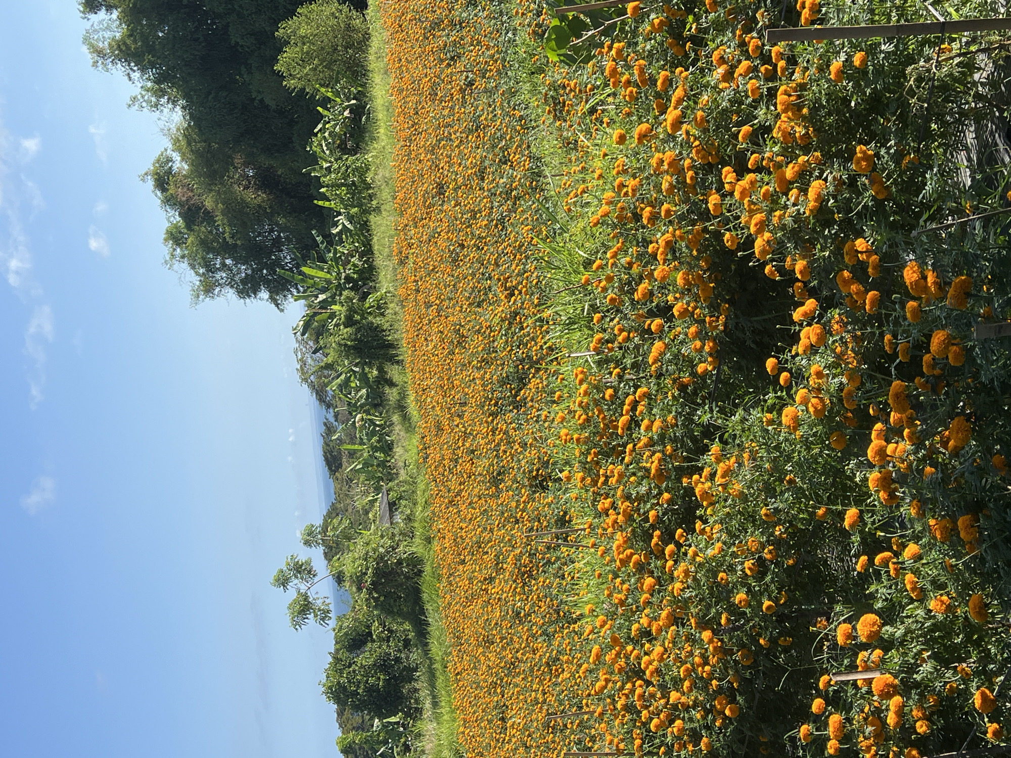 The image shows a vast field of orange marigold flowers in full bloom, likely located in Banjarangkan, Indonesia. The field is bordered by lush green trees and vegetation. The sky is blue with some light clouds. There are wooden stakes visible amongst the marigolds. The overall scene depicts a rural, agricultural setting.