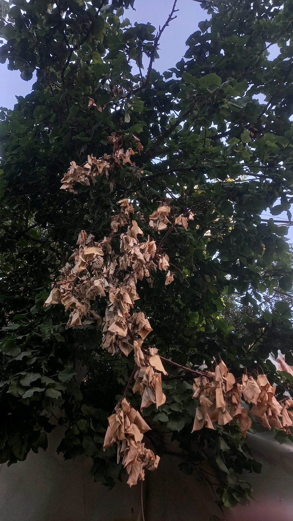 The image shows a tree with predominantly green leaves and a cluster of dried, brown leaves hanging from a branch in the foreground. The tree is set against a pale blue sky. In the lower portion of the image, a greyish-white wall is visible, possibly a building or a fence. The scene appears to be outdoors, possibly in a residential or urban area of Tripoli, Lebanon, given the context. There are no people clearly visible in the frame, and no specific actions or interactions are depicted. The focus is on the state of the tree, with the contrast between the healthy green foliage and the desiccated brown leaves being the most prominent feature.