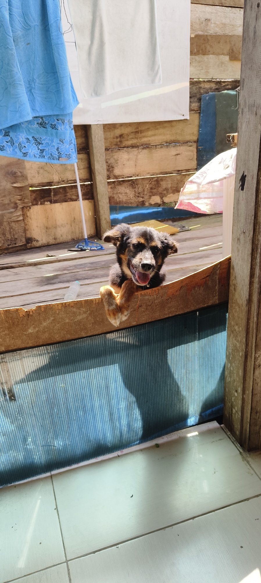 A puppy is peeking over a wooden plank in what appears to be an outdoor, rustic setting. The puppy has black and brown fur and is panting with its tongue out. Its front paws are resting on the plank. Behind the puppy, there is a blue cloth hanging, and further back, wooden planks are visible, suggesting a wall or enclosure. Sunlight is casting shadows on a blue, ridged surface below the plank. The ground appears to be tiled. The scene is likely in Waisai, Indonesia, given the context provided.