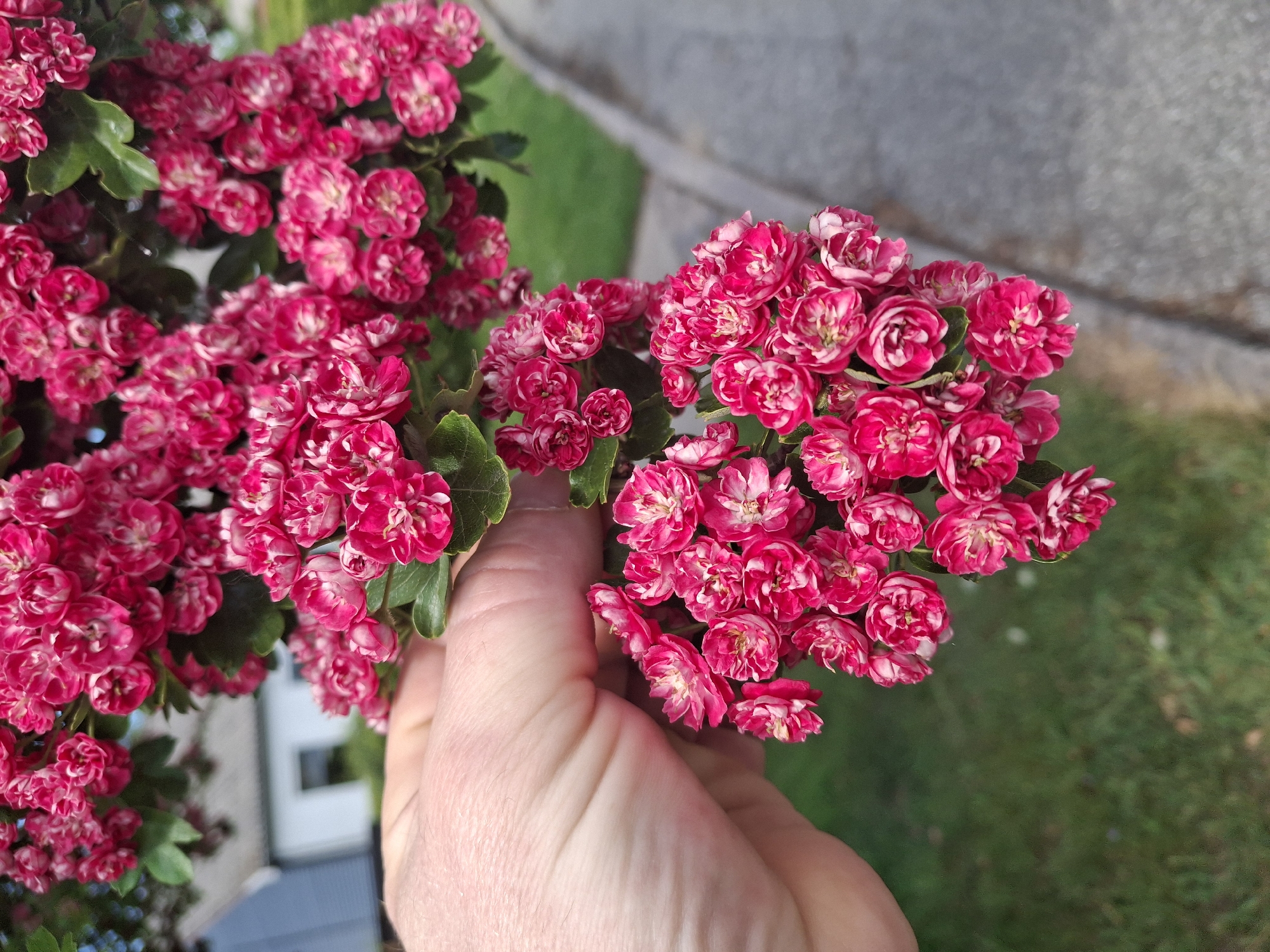 A hand is holding a cluster of vibrant, pink and white double-flowered blossoms. Another mass of similar blossoms is visible in the background. The background also reveals glimpses of a building and greenery. The location is not identifiable from the image.