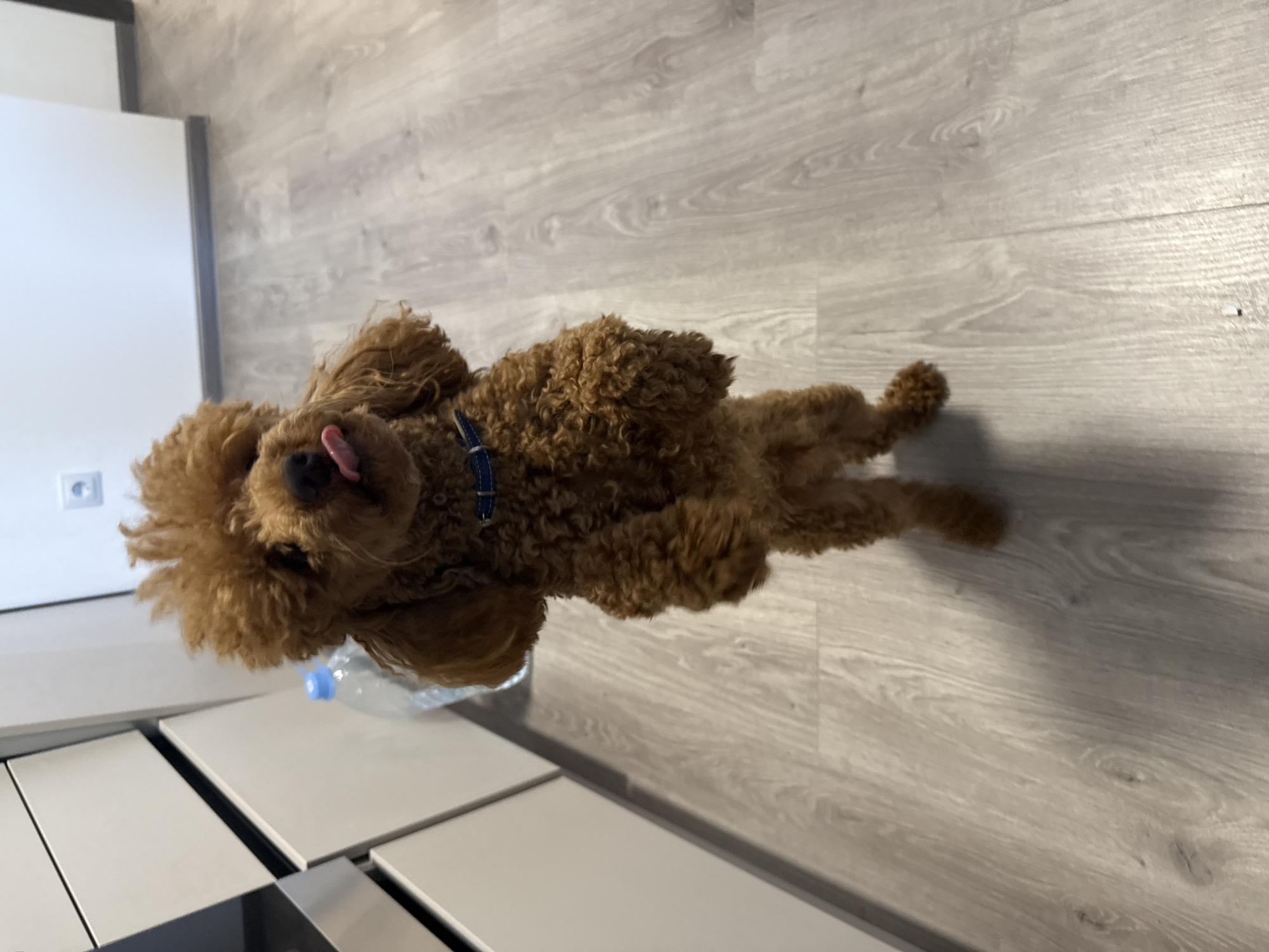 A brown poodle wearing a blue collar is lying on its back on a grey wood-patterned floor. Its tongue is sticking out. The dog is near a white countertop with black appliances. A clear plastic water bottle is on the counter near the dog. A white wall is visible in the background. The location cannot be determined from the image.