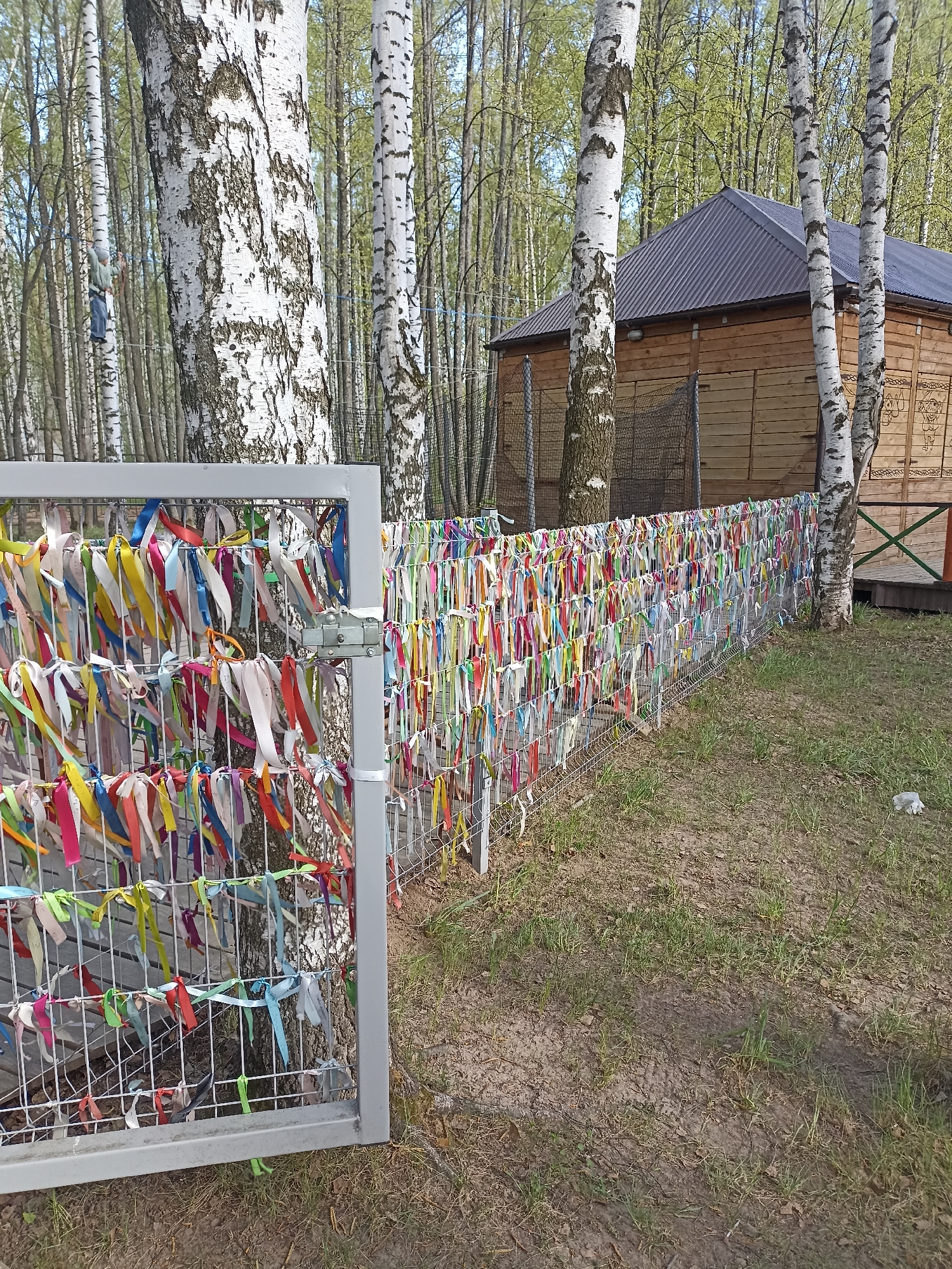 The image shows a fence covered in colorful ribbons tied to the wire mesh. The fence is made of a light gray metal frame and is located in a wooded area near a small, wooden building with a dark roof. The trees surrounding the fence are mostly birch trees, characterized by their white bark. The ground is covered with patches of grass and bare earth. The gate in the fence is open, and the ribbons are densely packed along the length of the fence, suggesting a tradition or ritual where people tie ribbons to make wishes or commemorate something. The location is in the city of Unknown, Unknown.