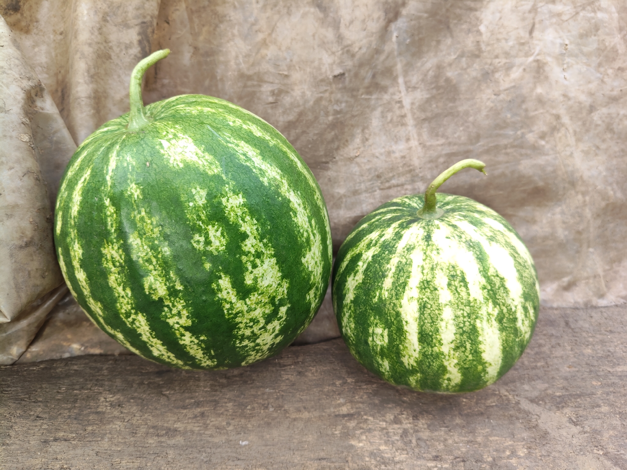 Two watermelons, one larger than the other, rest on a weathered wooden surface. The larger watermelon, on the left, is slightly oblong, while the smaller one on the right is more spherical. Both fruits exhibit a vibrant green rind with characteristic lighter green stripes. Behind the watermelons, a textured, light brown fabric is draped. The scene appears to be set outdoors, possibly in a rustic environment, given the natural elements of the wood and fabric. The image was captured in Gîrbova, Moldova.