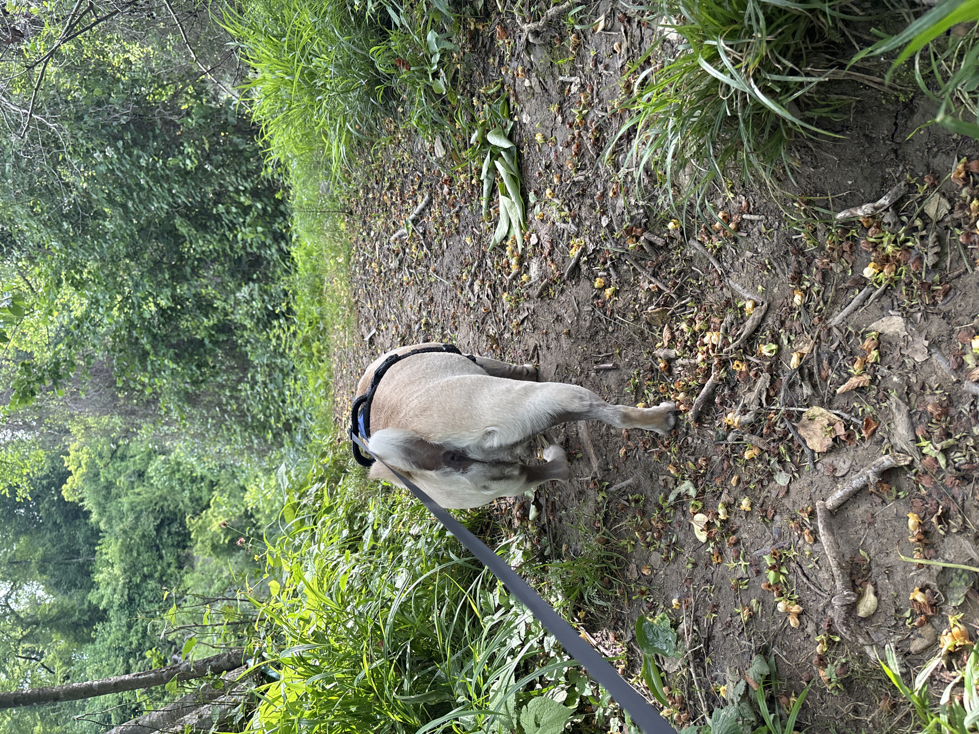 A pug is walking on a dirt path in a wooded area. The dog is wearing a black harness and is attached to a black leash. The path is covered with fallen leaves and small branches. There is lush green vegetation on either side of the path, including tall grasses and trees. The scene appears to be in a natural setting, possibly a park or forest. There is no indication that this location is in Sochi, Russia.