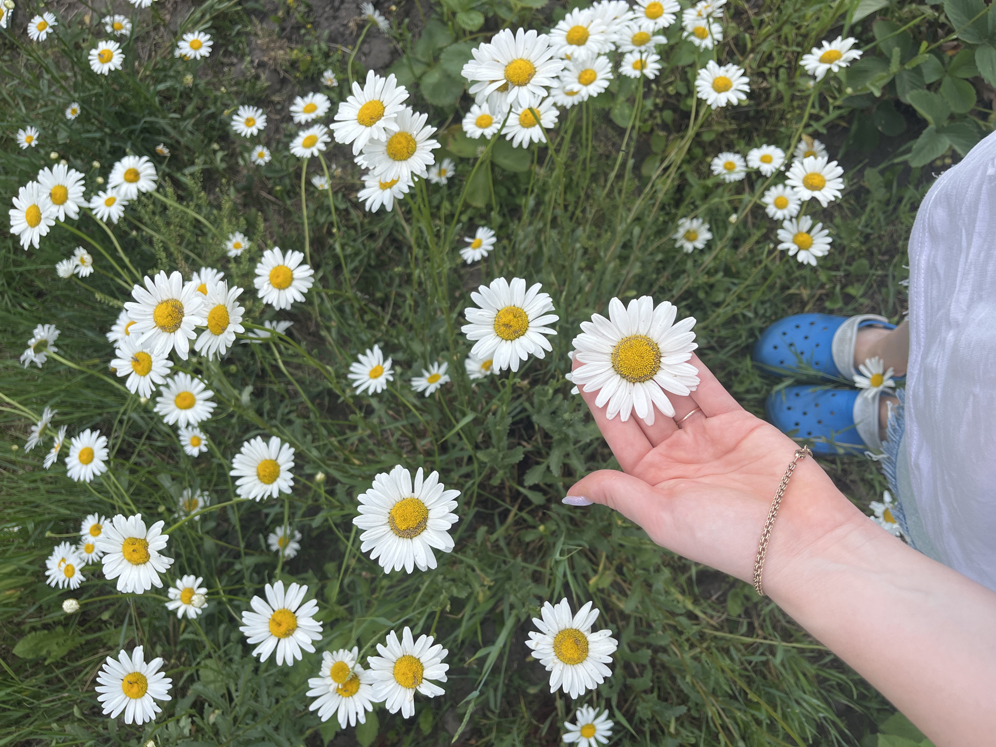 A person's hand is holding a white daisy flower. The hand is positioned in the lower left quadrant of the image. The fingers are lightly holding the stem, and the thumb is visible. The person is wearing a gold chain bracelet on their wrist. In the background, there is a field of daisies in bloom, with lush green grass and some dirt patches. The person is also wearing blue clogs and a white shirt, indicating they are outdoors. The scene appears to be in a natural setting, possibly a meadow or a garden. The location is identified as Sukhinskoye, Russia.