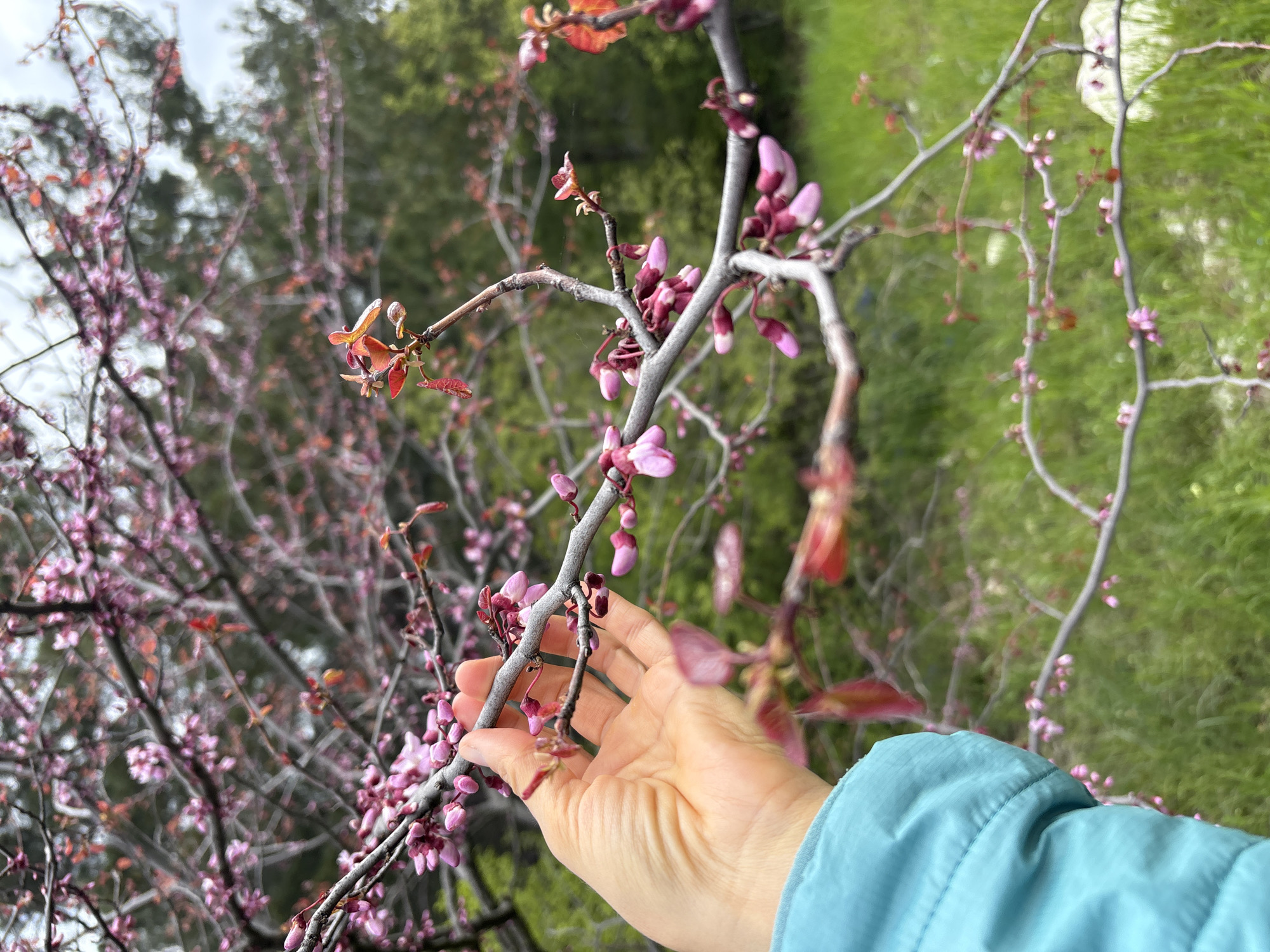 A close-up photograph captures a human hand gently touching a flowering tree branch, set in Gelendzhik, Russia. The primary subject is a tree branch covered with numerous small, bright pink flower buds, many still closed, and some with emerging reddish-orange leaves. The hand, with light skin, reaches into the frame from the lower right, its fingers lightly grasping the branch. A segment of a person's arm, dressed in a light blue jacket with a quilted texture, is also visible.
The background is softly blurred, showing more branches laden with similar pink blossoms, indicating a larger tree or a grove. Beyond the trees, a verdant green landscape, likely grass or distant foliage, is visible, especially on the right side. The sky in the upper left appears overcast. The image evokes a sense of early spring, highlighting the delicate beauty of new growth and blooming flowers. The weather appears cloudy and mild. There is no visible text in the image.