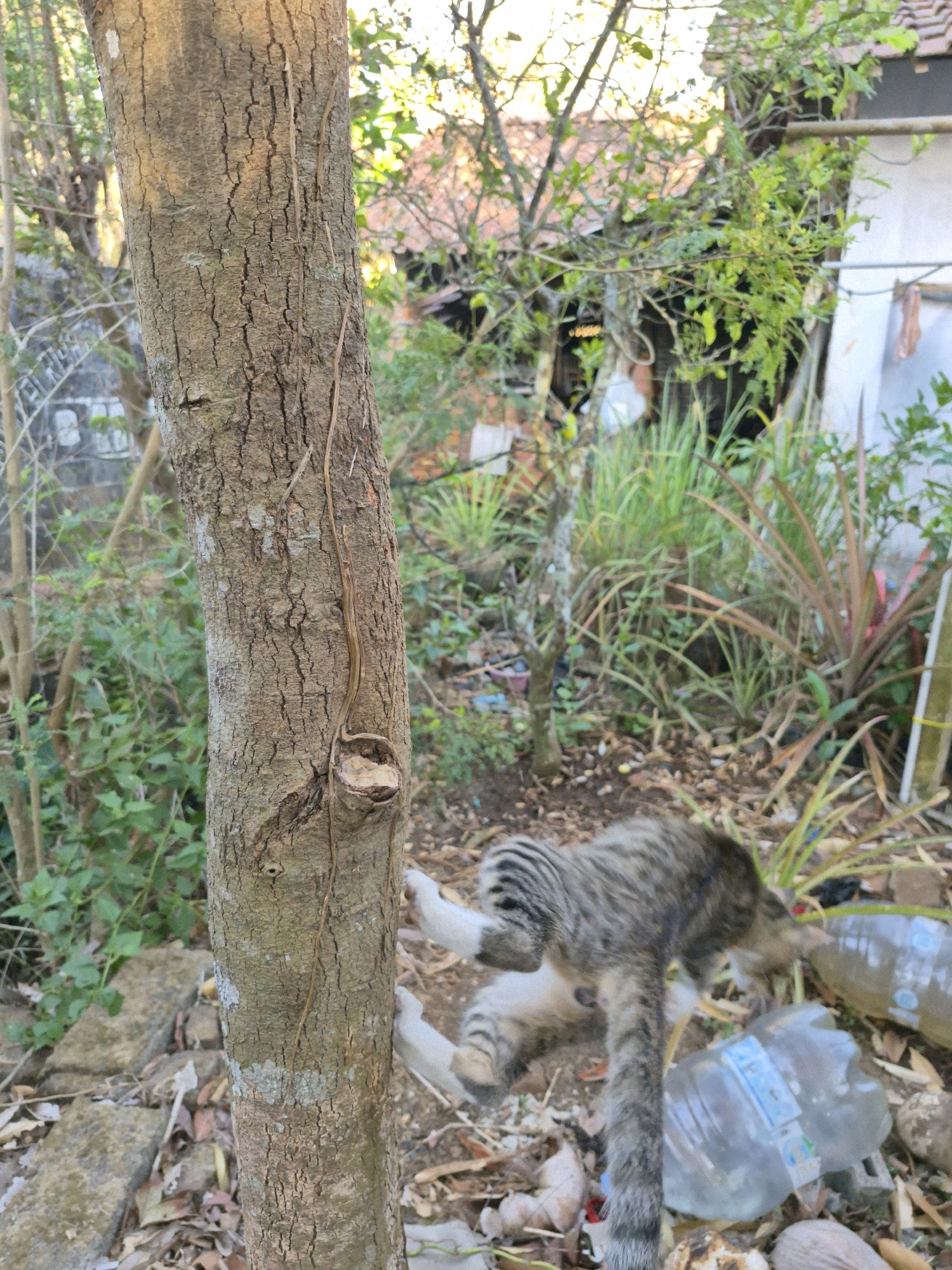 The image depicts an outdoor scene in the city of Dukuhrejo, Indonesia. In the foreground, a tree trunk with rough bark is prominently displayed. A thin, dry vine clings to the trunk. To the right and slightly behind the tree, a tabby cat is captured mid-action, appearing to be moving or pouncing. The cat's body is blurred due to motion. The ground is covered with dry leaves and debris. In the background, there is lush green vegetation, including tall grass and a pineapple plant. Partially visible structures and a clothesline suggest a residential or backyard setting. Several plastic bottles are scattered on the ground near the cat. The lighting indicates it is daytime, with sunlight filtering through the trees.