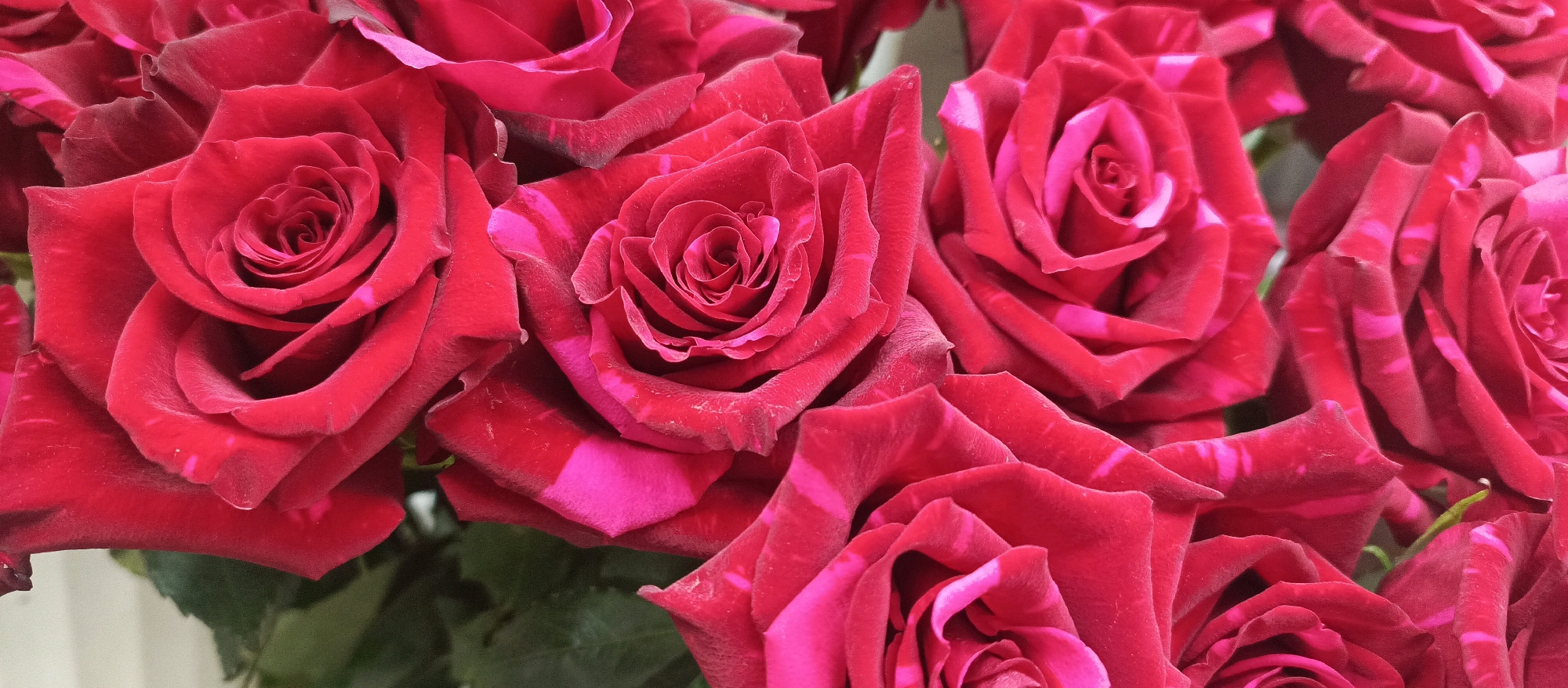 A close-up, eye-level, wide shot captures a bouquet of vibrant red roses with pinkish-red stripes. The roses are in various stages of bloom, with tightly furled centers and gracefully unfurling petals. The lighting is soft and even, highlighting the velvety texture of the petals and the rich, deep hues of the flowers. The background is blurred, suggesting an indoor setting or a natural environment where the focus is entirely on the roses. There is no visible indication of a specific location within the city of Stavropol, Russia; the scene is solely focused on the floral arrangement. There are no people or actions depicted in the image.