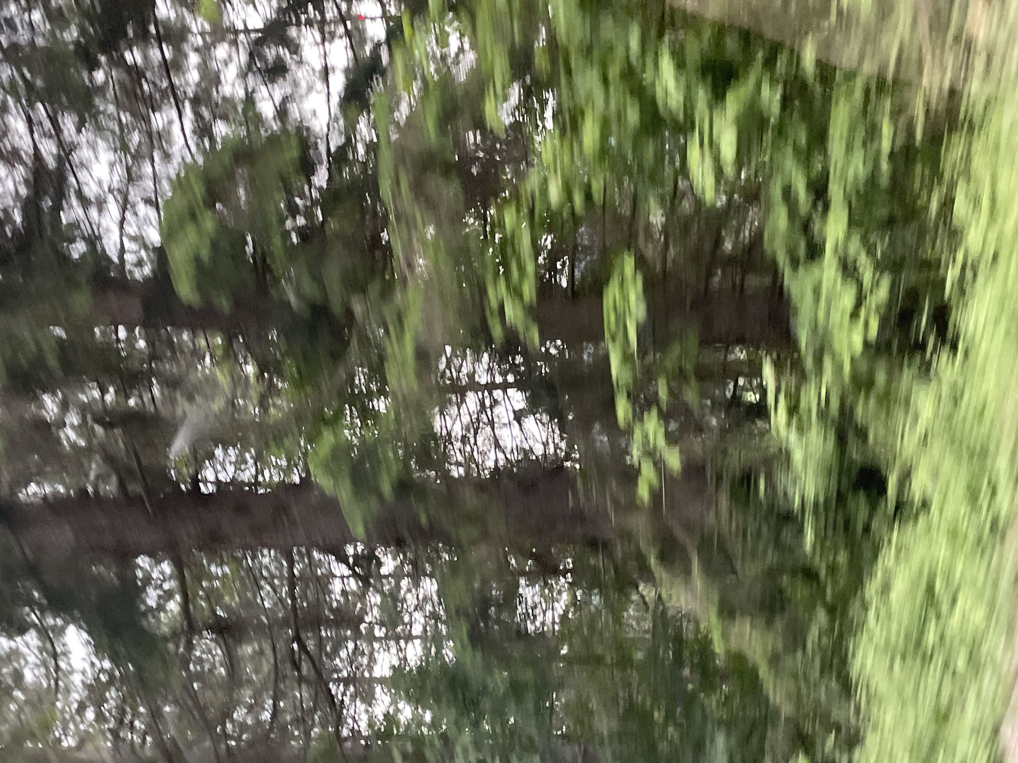 The image depicts a blurred, abstract scene of vegetation, likely taken from a moving vehicle. The foreground is dominated by a dense, out-of-focus mix of green foliage and tree branches. Through the gaps in the vegetation, there are glimpses of a lighter background, possibly the sky or a brighter area. It's difficult to discern specific details or objects due to the blur. Based on the prompt, this image was taken in the city of Vilići, Montenegro, but there are no specific identifiable elements to confirm the location within the image. There are no people, subjects or objects that are readily discernible.