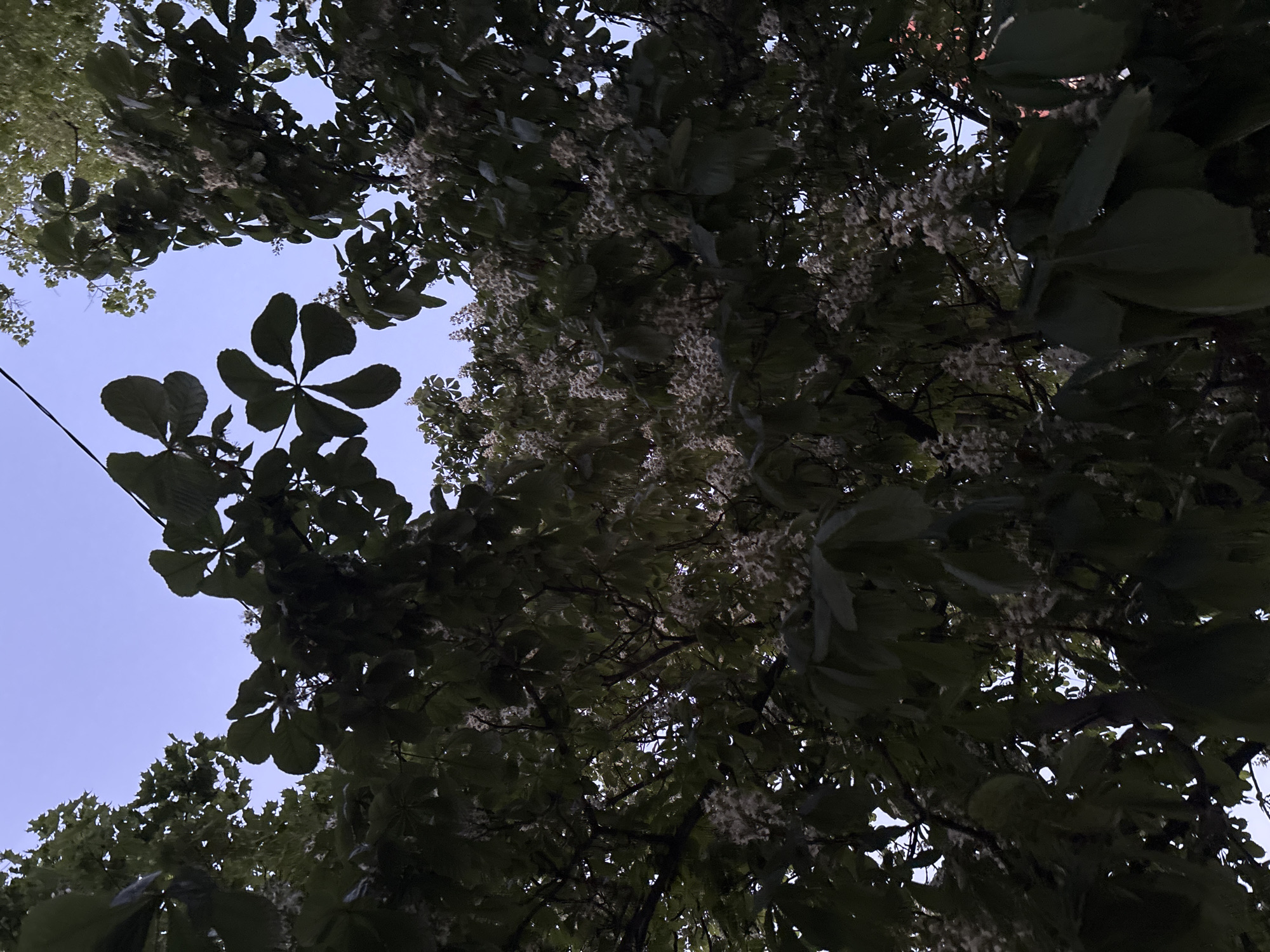 The image is taken from a low angle, looking up into a canopy of trees, possibly horse chestnuts, based on the distinctive palmate leaves. Some of the trees appear to be in bloom with white flowers. The sky is visible through gaps in the foliage, appearing light blue or purple, potentially indicating dawn or dusk. An electrical or telephone wire runs diagonally across the left side of the frame. The scene is likely located in Saint Petersburg, Russia, based on the information provided, however, there is no specific information in the image to confirm this other than foliage.
