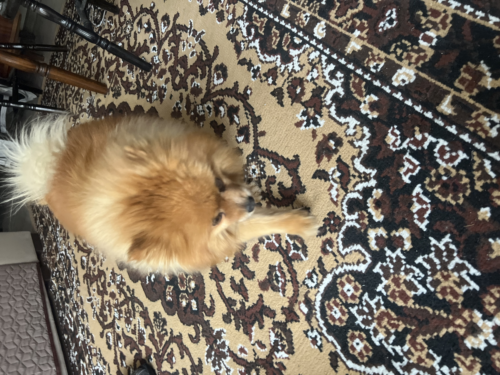 A fluffy, orange Pomeranian dog is lying on a carpet with a complex, patterned design featuring shades of tan, brown, black, and white. The carpet covers the floor, and chair legs are visible in the upper left corner. The lighting is somewhat muted. There is no information to suggest that this image was taken in Asenovgrad, Bulgaria. No people are visible.