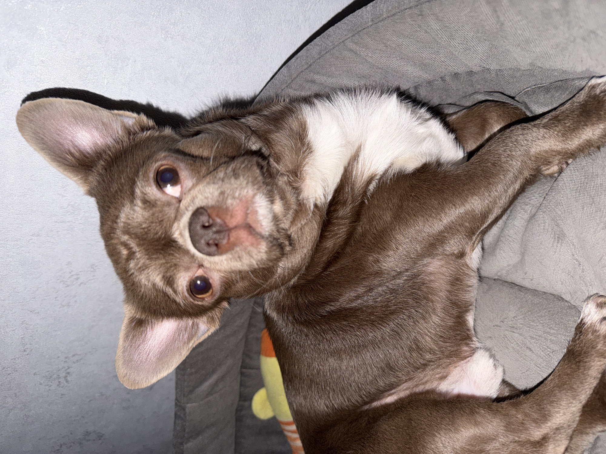 A brown and white chihuahua is lying on a gray, textured surface. The dog is on its back with its head tilted to the left. The dog has large, erect ears, and its eyes are open and looking up. The fur on its back and sides is a smooth brown, while the fur around its neck is white. A portion of a yellow and orange toy is visible near the dog. The background is a solid light gray color. No location information or indication of Votkinsk, Russia, is present in the image.
