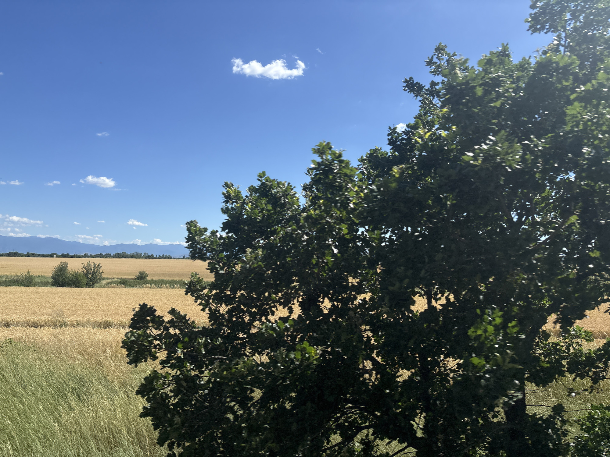 A wide-angle, landscape photograph depicts a sunlit rural scene, likely in or near Saedinenie, Bulgaria. In the foreground, a large, leafy green tree with dark green foliage occupies the right side of the frame, partially obscuring the background. Beyond the tree, a field of golden wheat stretches across the midground, its ripened stalks catching the sunlight. To the left of the wheat field, a strip of lighter green vegetation runs diagonally, appearing to be a different crop or wild grass. In the distance, a range of hazy blue mountains forms the horizon line under a clear, bright blue sky dotted with a few wispy white clouds. The overall impression is one of a calm, agricultural landscape on a sunny day. There are no people or animals visible in the image.