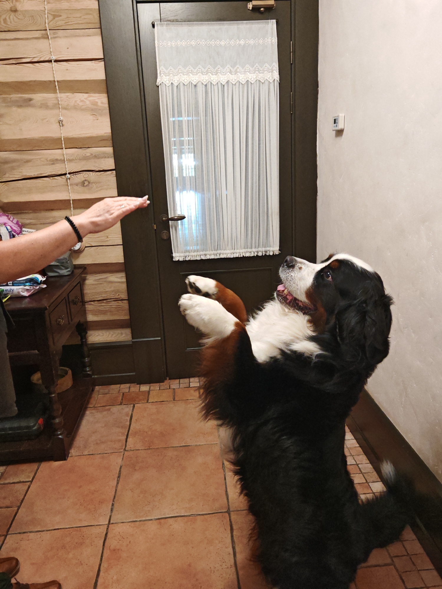 A Bernese Mountain Dog is in a standing position, paws extended, looking up towards an outstretched human hand. The dog is black, white, and brown. The human's arm and hand are visible in the left side of the frame, with a black beaded bracelet on the wrist. The background features a wooden wall, a dark brown door with a white lace curtain, and a tiled floor. The scene takes place indoors, likely in a home in the city of Neva, Russia.
