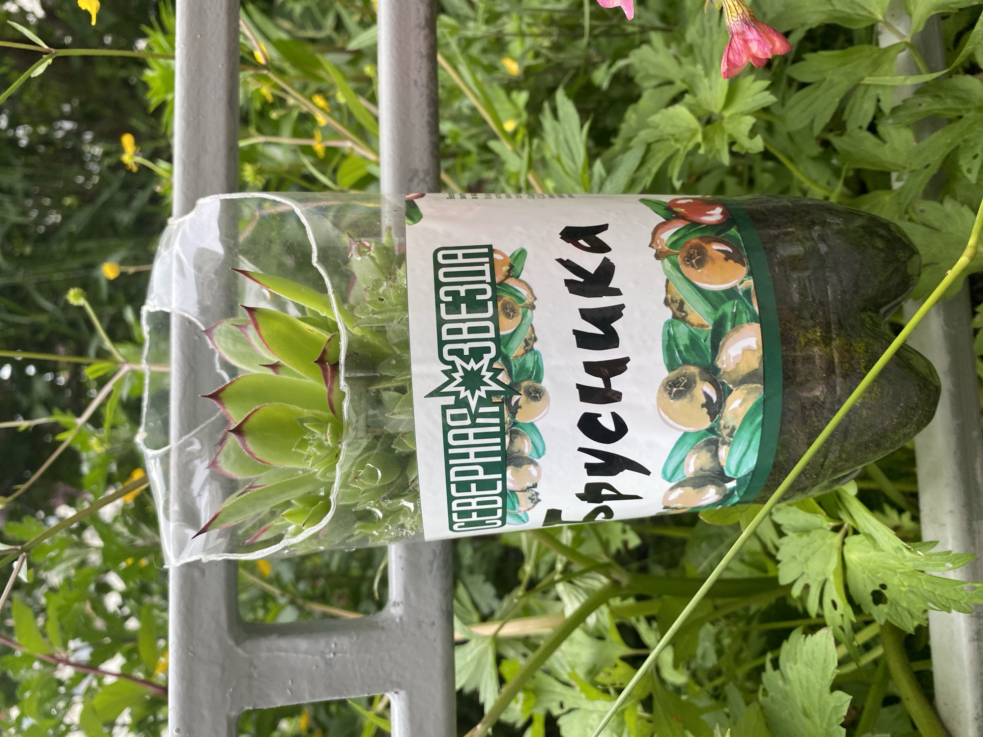 A close-up, eye-level, vertical shot captures a repurposed plastic bottle planter containing a succulent plant, suspended from a grey metal railing. The planter is labeled with Cyrillic text and an illustration of berries. The succulent, a Sempervivum variety with pointed, reddish-tipped green leaves, is positioned at the top of the planter, with its roots likely in the soil visible in the lower portion of the bottle. The bottle is cut and shaped to serve as a hanging container, with its top edge appearing somewhat uneven. The background consists of lush green foliage and some small yellow flowers, suggesting an outdoor setting in a garden or park. The scene is likely located in Yuzhno-Sakhalinsk, Russia, given the Cyrillic labeling on the planter. The lighting is natural, indicating daylight conditions. There are no people visible in the frame.