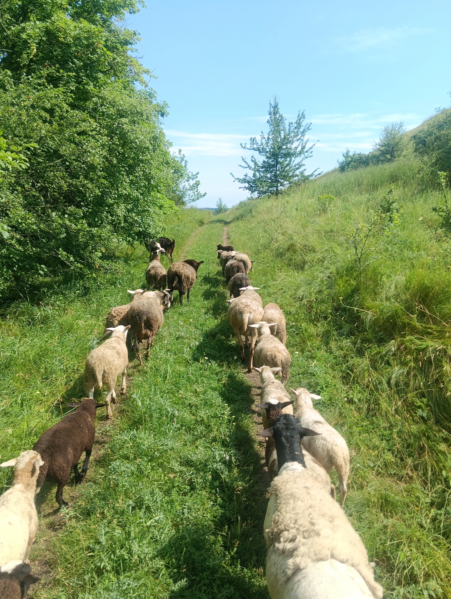 A flock of sheep walks along a grassy path, led by a large, white sheep with a black face. The sheep are walking away from the viewer and into the distance. The path is bordered by lush green grass and trees on the left side, and a sloping grassy hill on the right. The sky is a clear blue with a few wispy clouds. The sun is shining, casting shadows on the path and illuminating the sheep. The scene appears to be set in a rural or natural environment, possibly a pasture or a meadow. The sheep are moving in a single file line, suggesting they are being herded or are on their way to a specific destination. The overall mood is peaceful and serene, with a sense of natural beauty and tranquility. There is no visible text in the image.