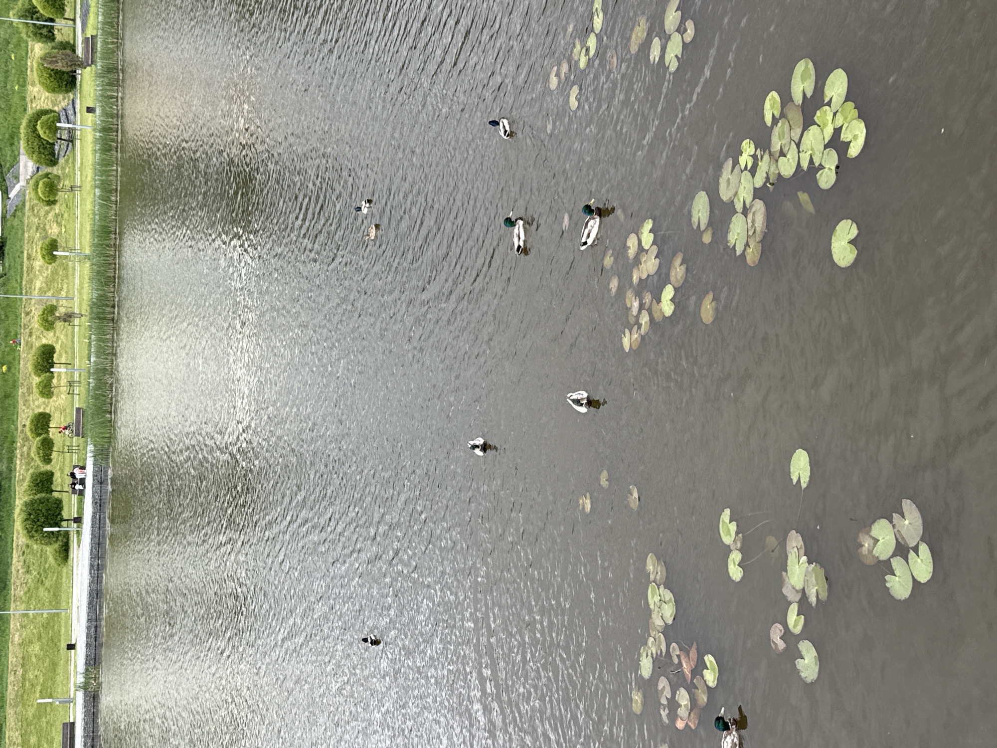 An overhead, wide-angle shot depicts a serene park setting with a body of water on the right and a landscaped grassy bank on the left. The water's surface is covered in gentle ripples, reflecting a diffused, likely overcast sky. Numerous green lily pads are scattered across the water, particularly dense in the upper and lower right sections of the frame. Several mallard ducks are swimming gracefully in the water, some with distinct green heads and white necks.
The bank along the left side is meticulously maintained with vibrant green grass. Neatly trimmed, spherical green bushes are interspersed along the bank. Benches are visible, with at least two individuals sitting on one towards the upper-left, and another person further along the path. Tall, slender lampposts or streetlights line the edge of the paved path that runs parallel to the water. A thin strip of reeds or tall grass separates the paved area from the water's edge.
The overall impression is one of peaceful leisure, likely a public park or garden. The time of day appears to be daytime, possibly late morning or afternoon, under soft, even lighting, suggesting an overcast sky. There is no visible text in the image. The scene is located in Votkinsk, Russia.