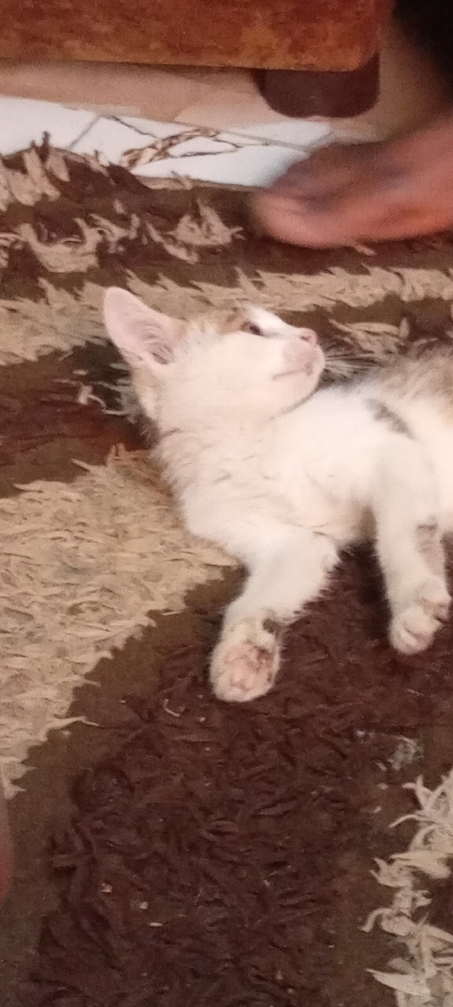 A white and brown kitten lies on a brown and beige rug. The rug is textured with raised fibers. A human foot is partially visible in the upper right corner of the image. A wooden object or furniture piece is partially visible in the upper left corner. The image location is the city of Gama, Nigeria.