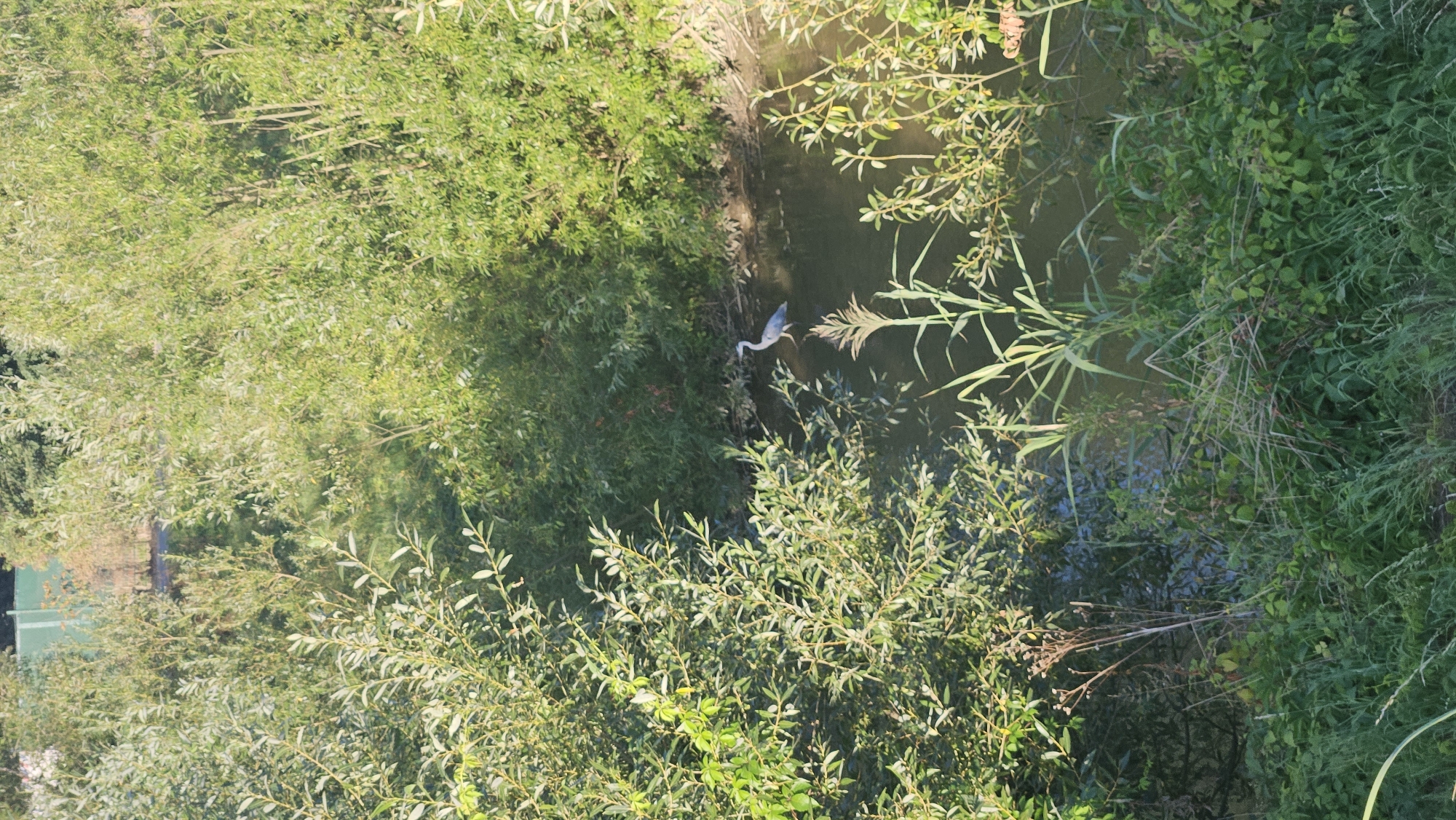 The image shows a natural scene with dense green foliage surrounding a calm body of water. A grey heron stands in the shallow water on the right side of the frame. The heron is facing left and appears to be hunting. Tall reeds and grasses grow along the edge of the water and in the foreground. In the background, a green fence is visible behind a line of trees. The overall environment suggests a park or natural reserve area within the city of Prešov, Slovakia, likely near a riverbank or pond.