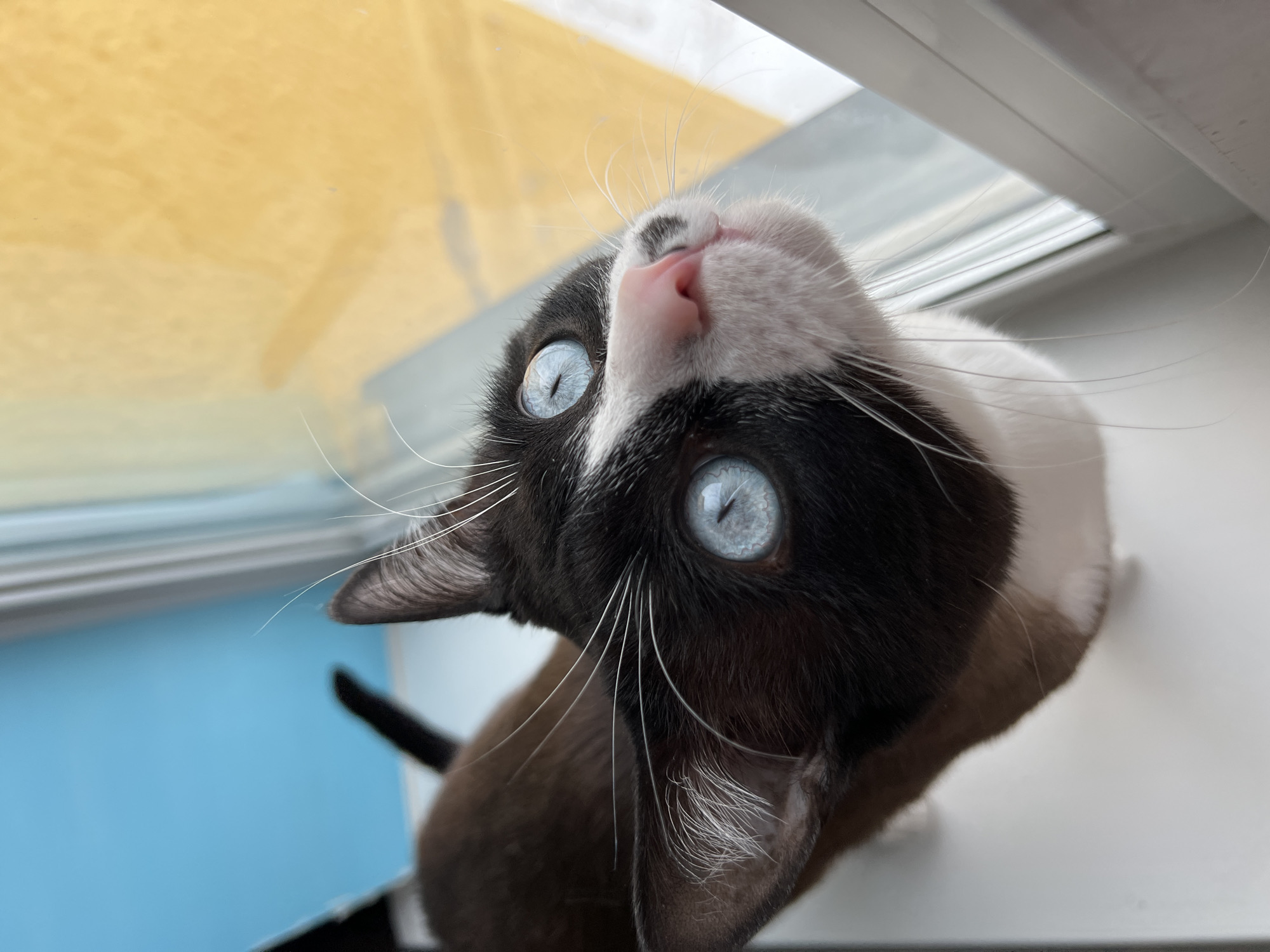 A domestic cat is depicted in a high-angle, close-up shot, positioned on a white interior window sill. The cat features dark brown to black fur on its head and back, contrasting with white fur on its muzzle, chin, and chest. Its prominent, round eyes are a vivid light blue, and its nose is pink. Numerous white whiskers extend from its muzzle. The cat's head is tilted upwards, and its gaze is directed towards the upper right quadrant of the image. The background, visible through a window, is divided into two broad, out-of-focus color fields: a bright blue on the left and a warm yellow-orange on the right. A thin, vertical white window frame is visible along the right edge. This scene is located in the city of Noviy, Russia.