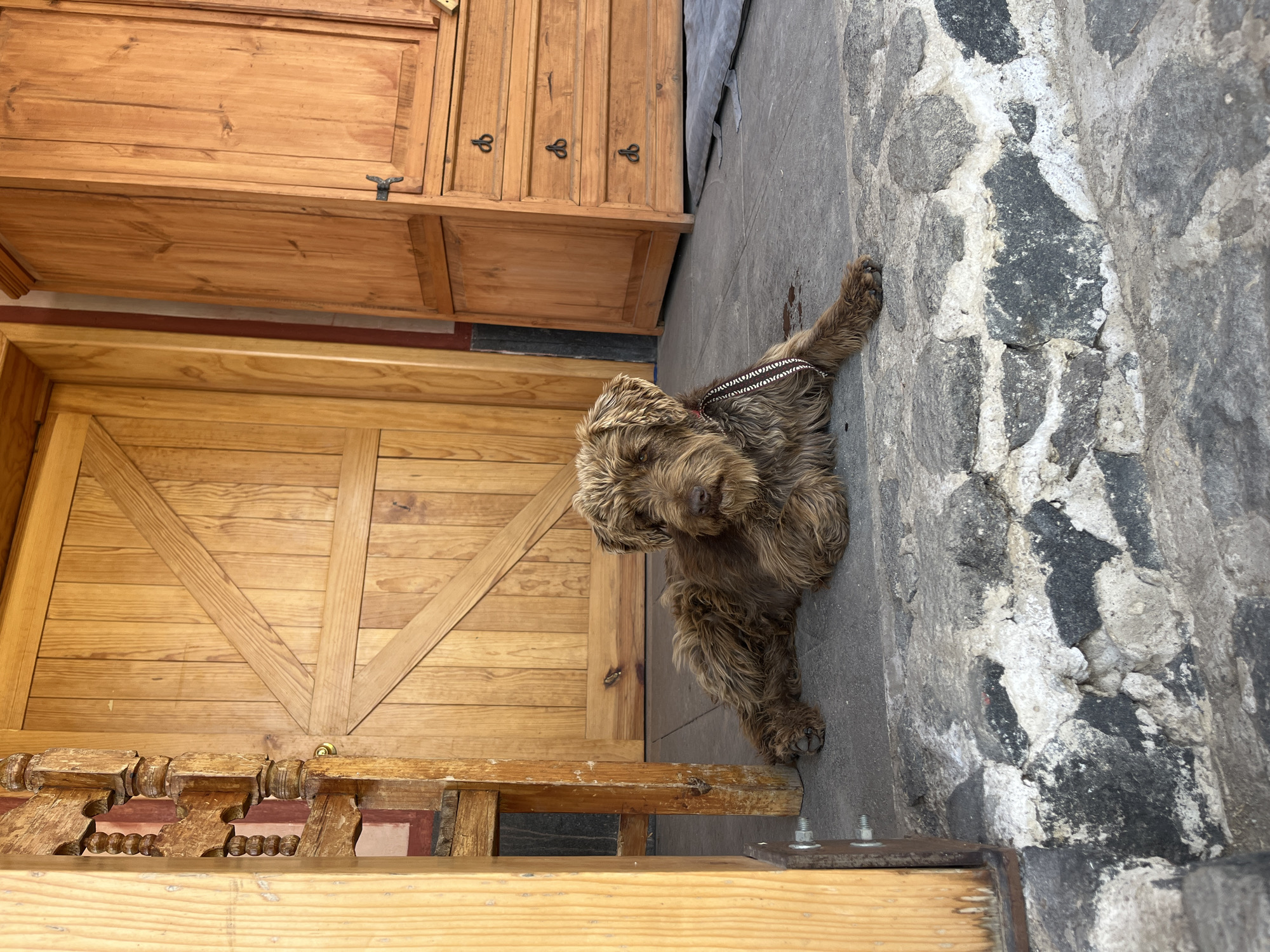 A medium-sized, brown, long-haired dog stands on a gray cobblestone surface next to wooden furniture. The furniture consists of an upper cabinet with two drawers and visible metal pulls and a lower cabinet with a barn-style door. The dog wears a patterned collar. The scene is in the city of San Luis Tehuiloyocan, Mexico.