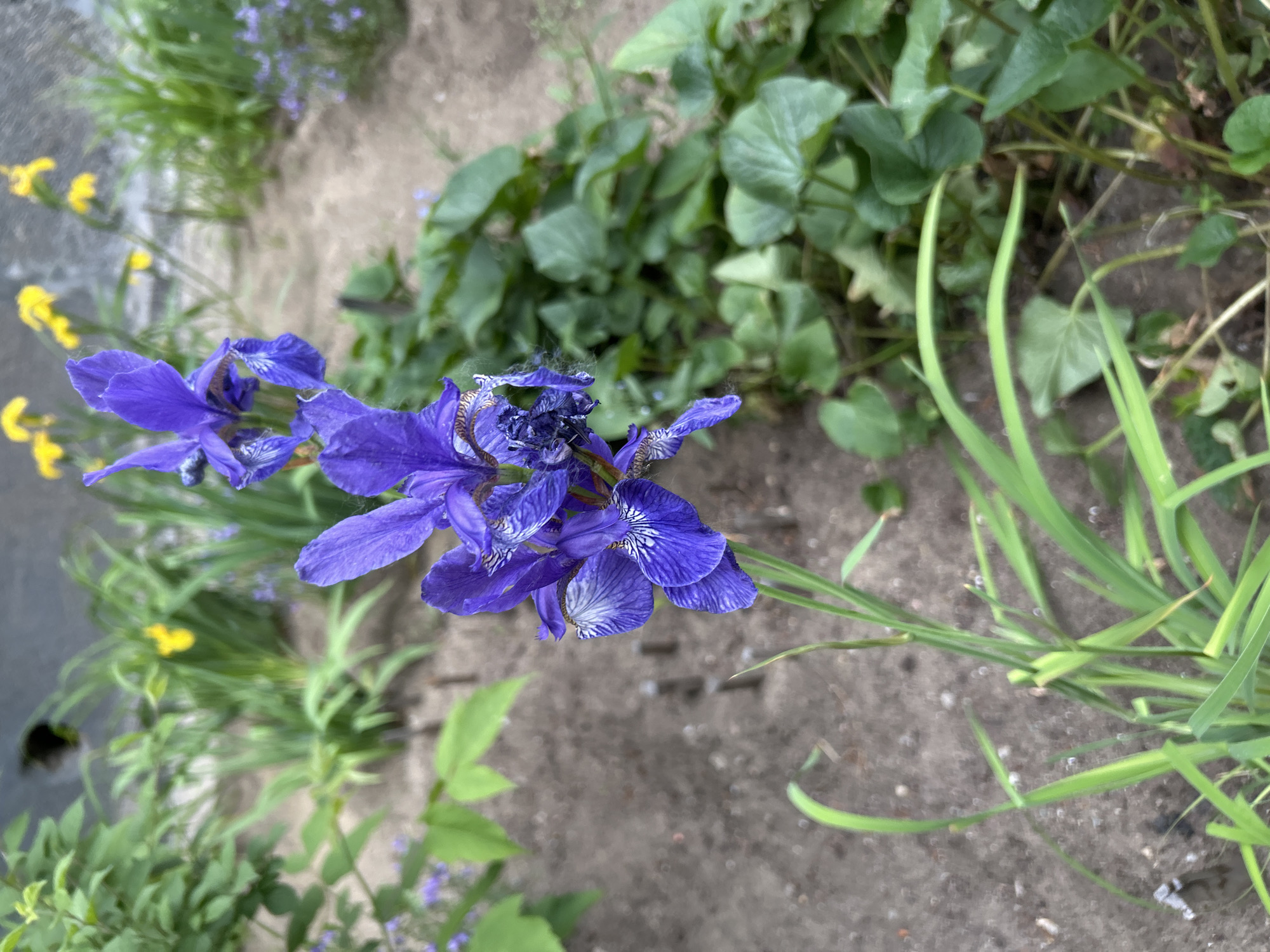 A close-up, eye-level shot captures a cluster of purple iris flowers in bloom, with their delicate petals unfurling. The flowers are the focal point, their vibrant color contrasting with the muted earth tones of the soil and a blurred background of green foliage and yellow flowers. The irises are positioned in the foreground, with their slender green stems reaching upwards. The soil appears dry and sandy, with a few small pebbles and sparse blades of grass. In the background, hints of a concrete structure or wall can be observed, along with some yellow flowers that add a pop of color to the scene. The overall impression is one of natural beauty and serenity, set against an urban backdrop. The location of Angarsk, Russia, suggests that this is a temperate region, likely experiencing spring or early summer bloom.
