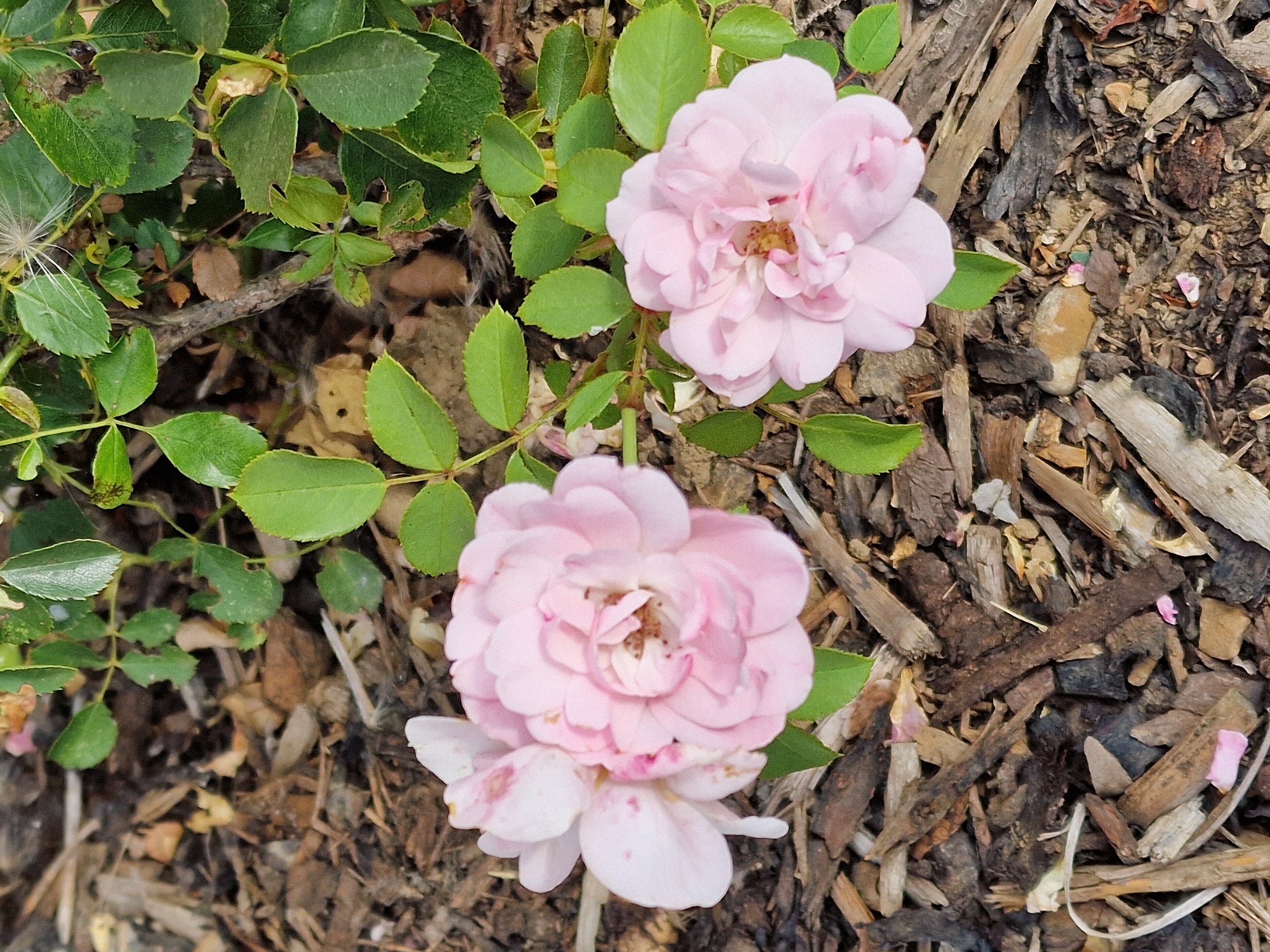 The image shows a close-up view of two light pink roses blooming amidst dark, dry mulch and green foliage. The roses are the primary subjects, with one slightly larger and more fully bloomed than the other, which appears to be a cluster of smaller blossoms. The mulch consists of various shades of brown wood chips, twigs, and small stones. Green leaves from the rose bush are interspersed throughout the scene, some appearing healthy and vibrant, while others show signs of damage or drying. The overall impression is one of a garden setting, likely a flowerbed in the city of Canterbury, United Kingdom, where these roses are in bloom. There are no people or animals visible in the image, and no actions or interactions are depicted.