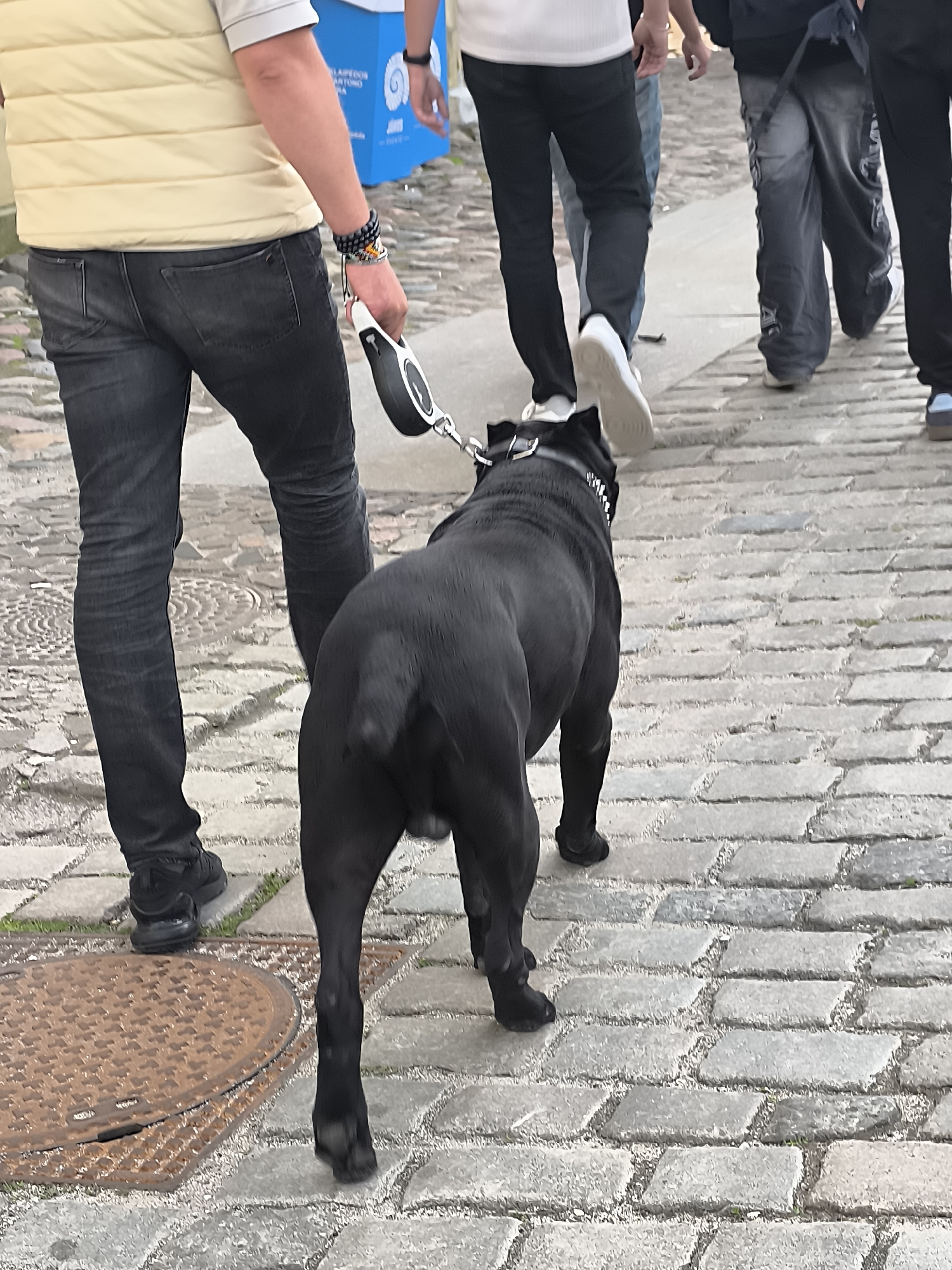 A black dog on a leash walks on a cobblestone street. The dog is partially obscured by a person wearing a yellow vest and black jeans. In the background, other people are walking. A manhole cover is visible on the left side of the image. The scene appears to be in Klaipėda, Lithuania, based on the presence of a blue structure with text visible, which could be part of an advertisement or public information display in the city.