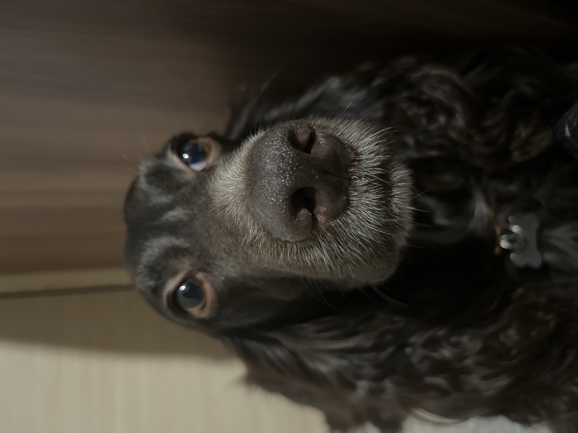 A close-up, tilted photograph shows a brown-coated dog with a gray muzzle. The dog's face fills most of the frame, with a large, wet nose prominently featured. Its eyes are wide and appear to look directly at the camera. The background is blurred and shows a wooden surface. A dog tag hangs from its collar near the right side of the image. The location in the city of Chaikovsky, Russia is not discernible from the image.