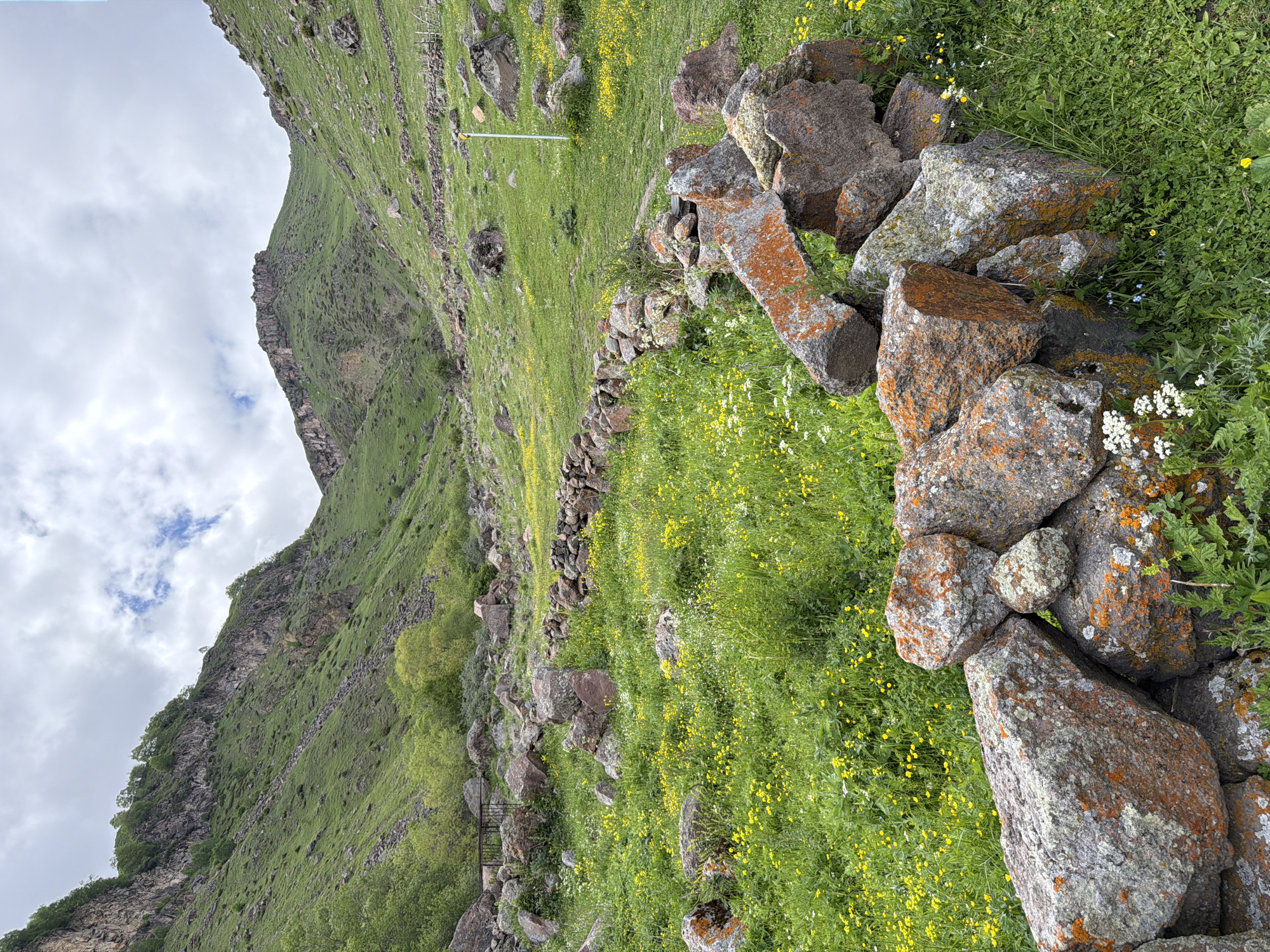 The image depicts a rocky, mountainous landscape in Arsha, Georgia. The foreground is dominated by a low, weathered stone wall, constructed from large, irregular rocks, many of which are covered in orange lichen. Beyond the wall, a field of lush green grass is dotted with numerous small yellow wildflowers and some white blossoms. In the mid-ground, another, longer stone wall stretches across the terrain, following the contour of the land. The background features steep, verdant mountainsides, with rocky outcrops and scattered trees. The sky is overcast with scattered clouds, suggesting a possibly cool or damp day. The scene appears to be a natural, undeveloped environment. There are no people visible in the image.