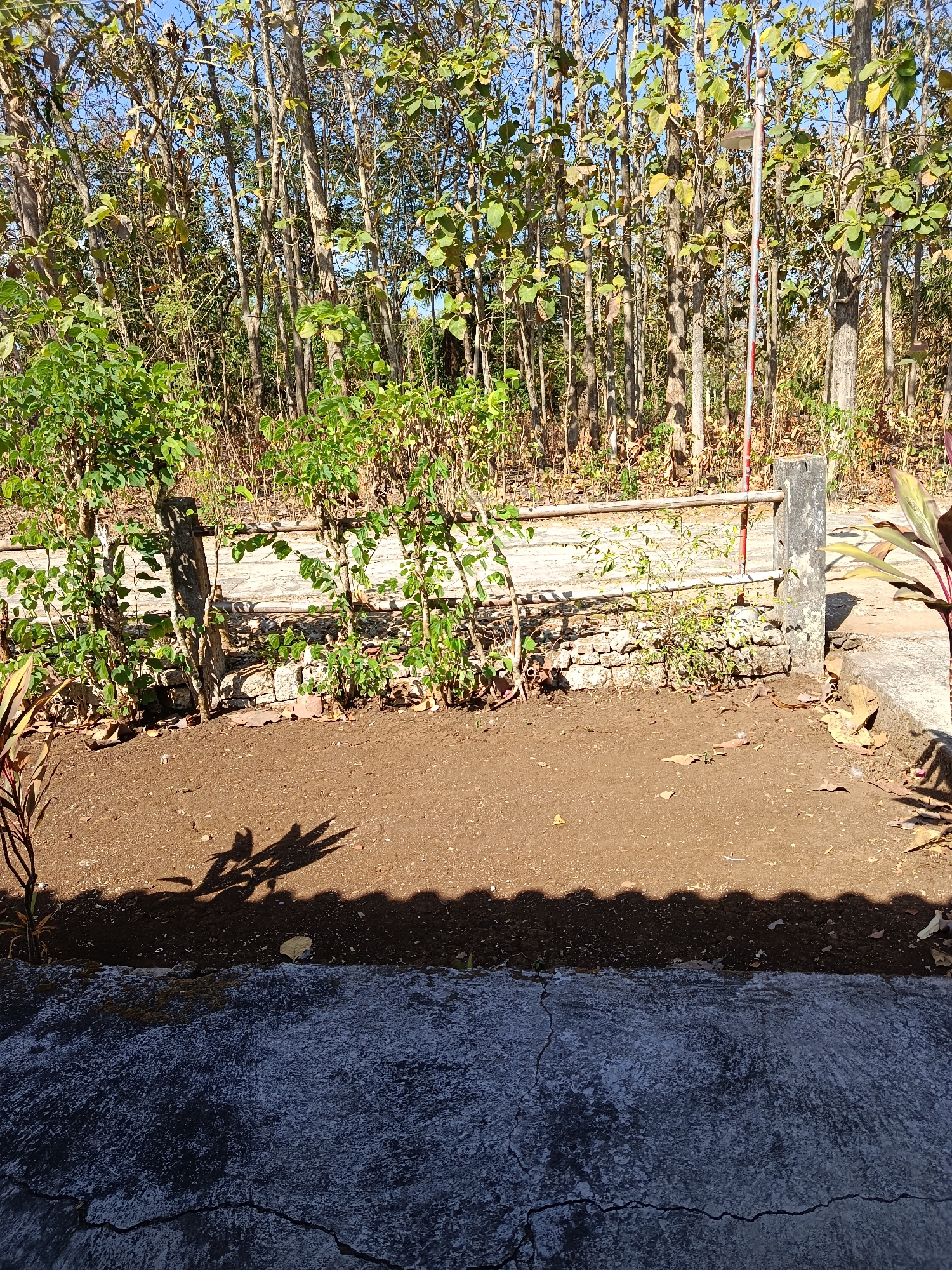 The image depicts an outdoor scene in the city of Karangmojo, Indonesia. In the foreground, a cracked concrete surface leads to an area of dark brown soil. A distinct shadow cast by foliage falls across the soil. Behind the soil, a low stone wall is visible, topped with a rustic wooden fence. Small green plants grow along the wall and fence. In the background, a dense cluster of trees with light brown bark and green leaves dominates the landscape. The trees are tall and slender, creating a somewhat dense canopy. A tall, slender pole with red and white markings stands among the trees to the right of the frame. The sky above is clear and blue. The overall environment suggests a rural or semi-rural setting, possibly a garden or the edge of a wooded area.