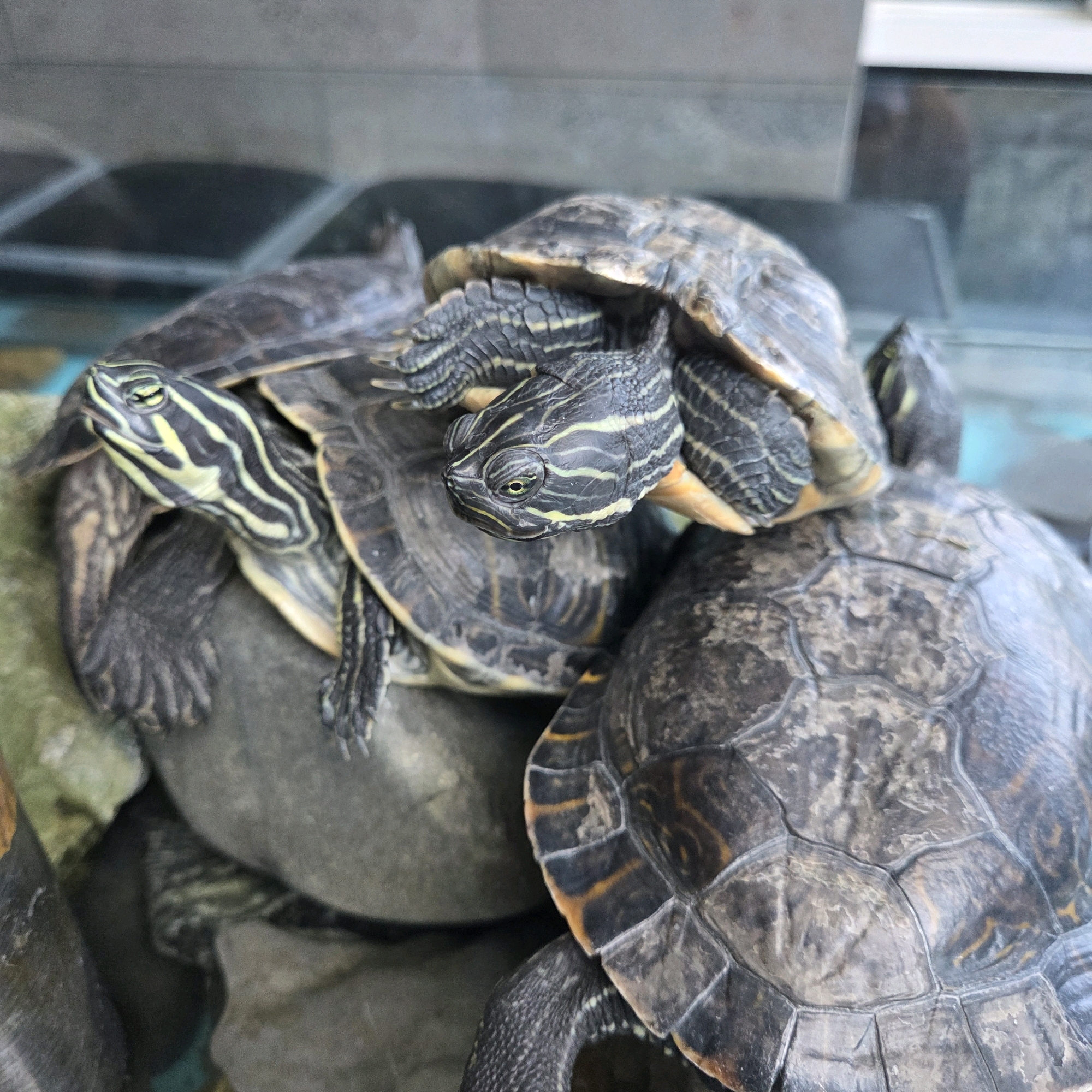 The image shows a close-up of several red-eared slider turtles stacked on top of each other. The turtles are in an enclosure, likely a terrarium or aquarium, with a glass or plastic barrier visible in the background. The environment appears to be indoors, possibly a pet store or a residential setting. One turtle's head is prominent, with characteristic yellow and black stripes on its neck and face, and its eye is clearly visible. Another turtle is positioned partially on top of the first, and a third turtle's shell is visible in the foreground, partially obscuring the others. The lighting suggests an indoor environment. There is no information in the image to indicate the location in Gangneung-si, South Korea.