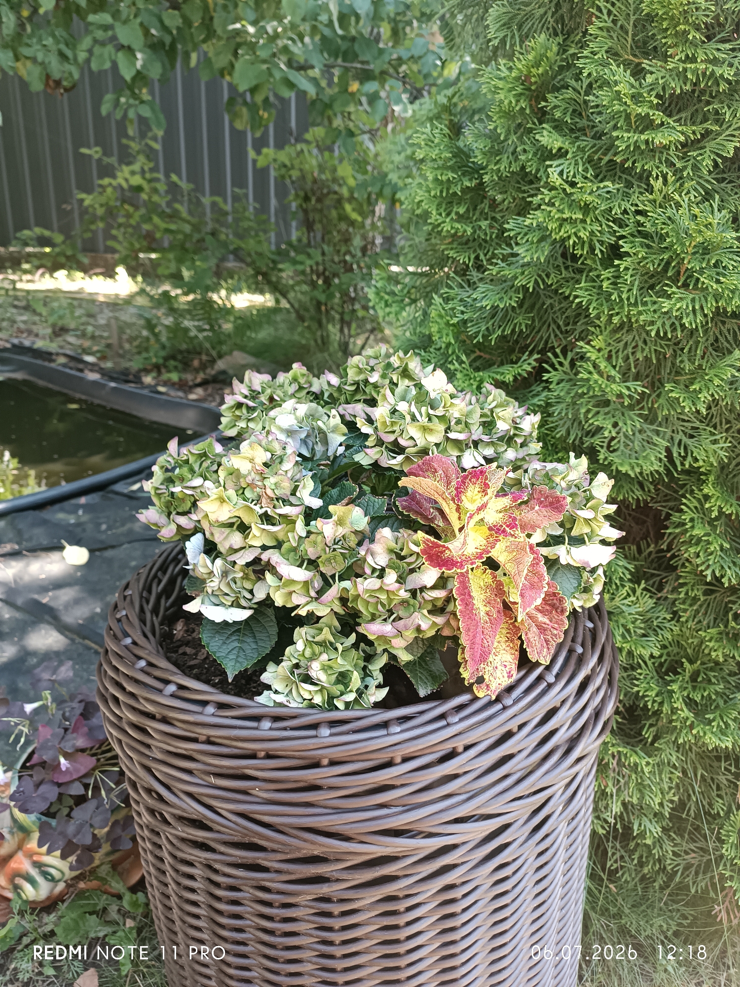 The image depicts an outdoor scene with a potted plant in a woven basket. The plant features a mix of green and pink hydrangea blooms along with a colorful coleus plant with red and yellow variegated leaves. To the right of the pot is a dense green coniferous tree, and behind it, a grey metal fence. To the left of the pot, a pond with dark water is visible, bordered by dark landscaping material. The ground surrounding the pot is covered with dry leaves and mulch. The scene is illuminated by natural daylight, casting shadows on the ground. The timestamp "06.07.2026 12:18" and the text "REDMI NOTE 11 PRO" are visible in the lower right and left corners of the image respectively. This scene is located in Vita-Poshtova, Ukraine.