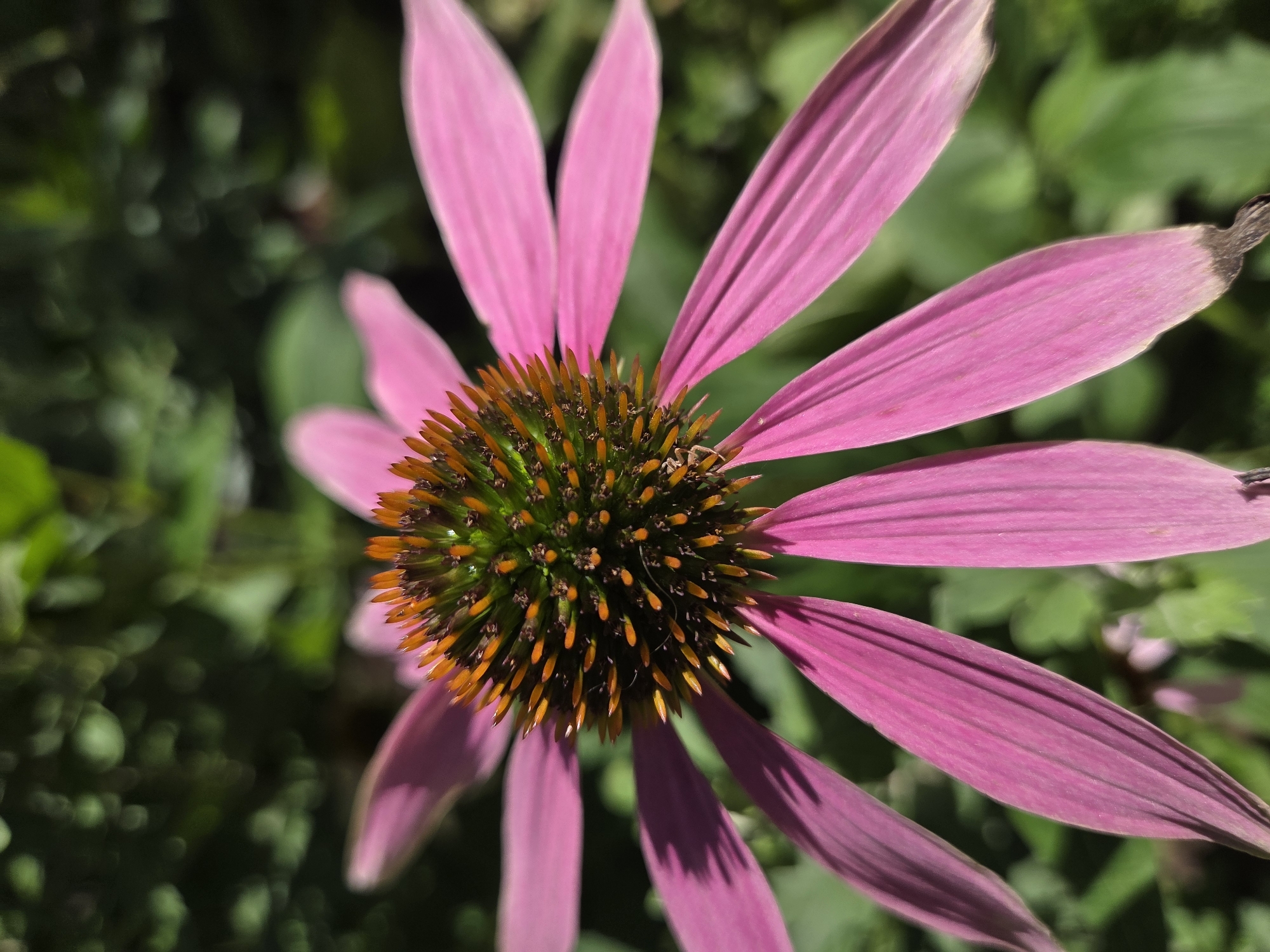 A close-up, low-angle shot captures a bright pink coneflower bloom, with its detailed spiky center. The background is a soft blur of green foliage, suggesting a garden setting. The lighting creates distinct shadows on the flower's petals. There are no people or any indications of the specific location within Ulyanovsk, Russia.