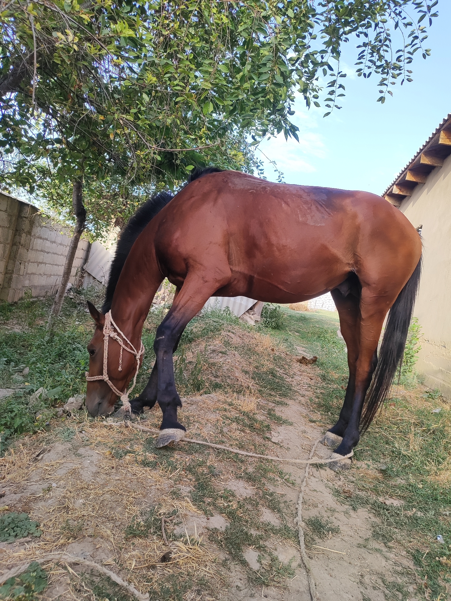 A brown horse with a black mane and tail is grazing in an outdoor area. The horse is wearing a light-colored rope halter and is tethered by a rope. The horse is standing in a dirt area with dry grass and some green vegetation. Behind the horse, there is a low brick wall, a tree with green leaves, and a building with a tiled roof. The sky is visible above, with some clouds. The scene appears to be in a rural or semi-rural setting, possibly a yard or pasture. The location is identified as Sultonobod, Tajikistan.