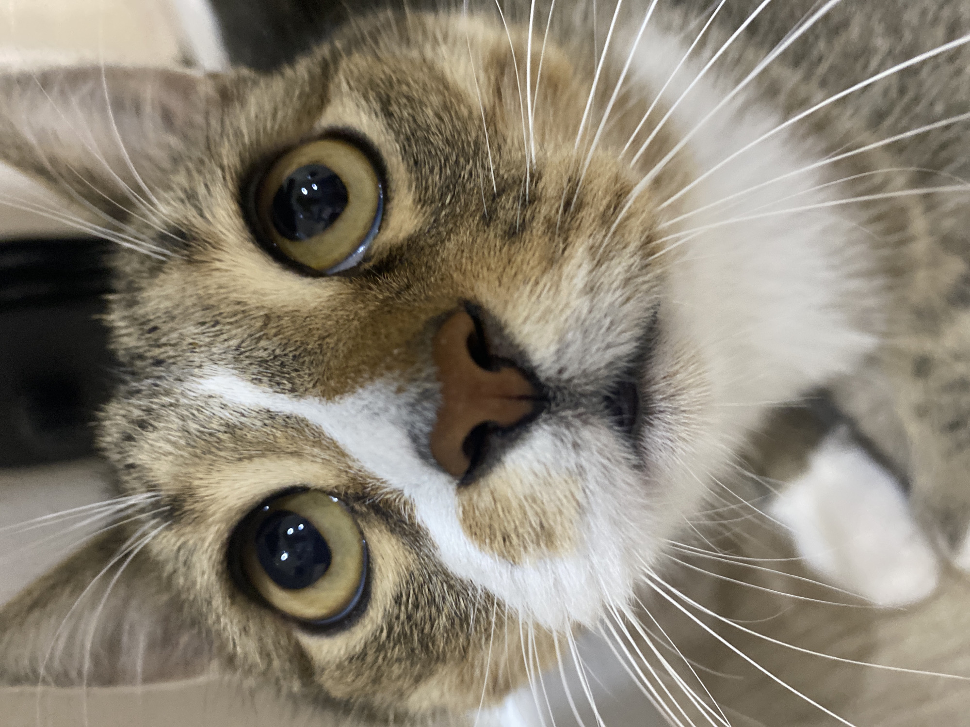 The image is a close-up, macro shot of a tabby cat's face. The cat is looking directly at the camera, with its eyes wide open and reflecting light. Its fur is a mix of brown, grey, and white tabby markings. White whiskers fan out from its muzzle, some appearing very long and delicate. The cat's nose is a small, triangular, pinkish-brown color. There is a distinct white stripe running down the center of its face, from its forehead to its nose, with a white patch on its chin.
The focus is sharp on the cat's eyes and nose, with the rest of the face and background softly blurred, creating a shallow depth of field. The lighting appears to be from above and slightly to the side, highlighting the texture of the fur and the sparkle in the cat's eyes. The overall impression is one of curiosity and direct engagement from the animal. No people, text, or specific environmental cues that indicate the time of day, weather, or a precise location within Novokuybyshevsk, Russia are visible. The setting is indistinct due to the close-up nature of the photograph.