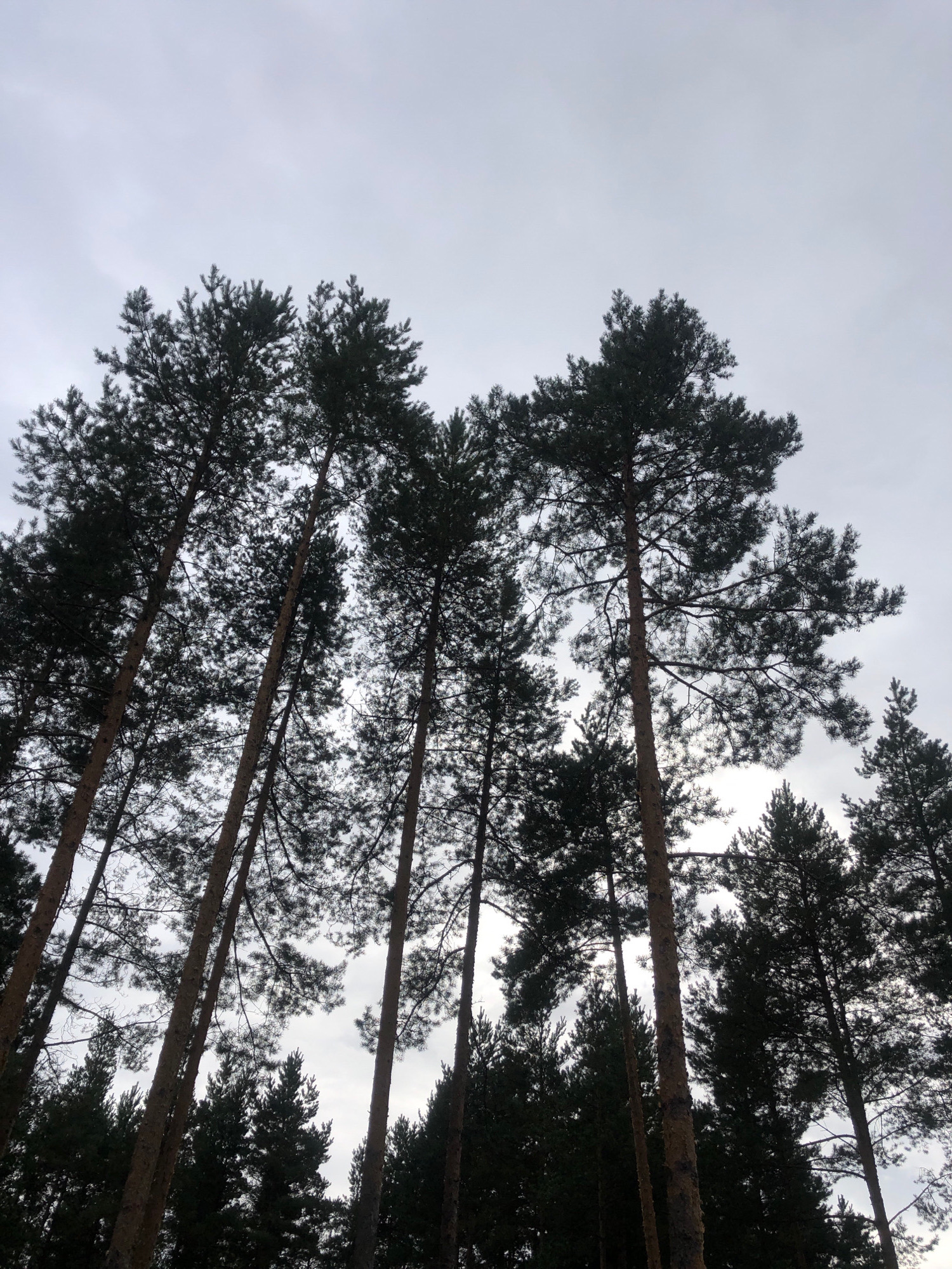 This image depicts a view looking upwards through tall pine trees in a forest. The sky is overcast and appears pale gray, with some subtle cloud formations visible. The pine trees are dark green and silhouetted against the sky, with their branches and needles creating a dense canopy. The trunks of the trees are visible in the foreground and midground, appearing rough and textured. The overall impression is one of a dense forest on a cloudy day. The location is the city of Arfa, Russia. There are no people or animals present in the image. The environment is a forest with tall pine trees and an overcast sky.