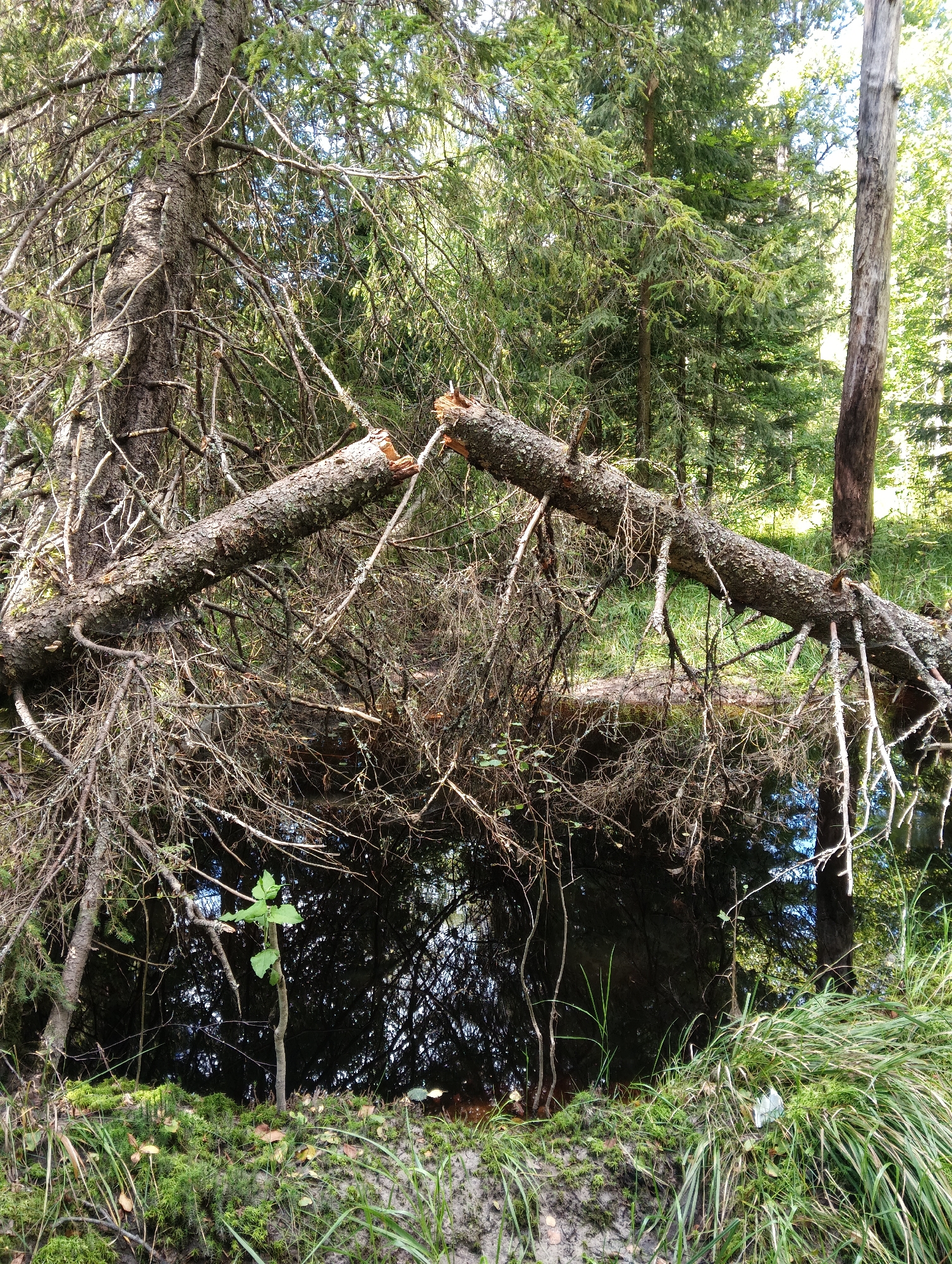 The image depicts a dense forest scene in the city of Petrozavodsk, Russia. A large, fallen tree trunk spans across a dark, still body of water, possibly a pond or a slow-moving stream. The trunk is broken in the middle, with jagged edges indicating recent damage. Numerous branches and twigs hang down from the fallen tree, creating a tangled network. The surrounding environment is characterized by lush green moss covering the ground and the banks of the water. Various types of trees and foliage, including pine and fir trees, are visible, creating a dense canopy that filters the sunlight. The water reflects the surrounding trees and sky, adding to the natural, undisturbed ambiance of the forest. A small sapling is seen growing on the mossy bank. The overall impression is one of a wild, somewhat secluded natural setting within the urban environment of Petrozavodsk.
